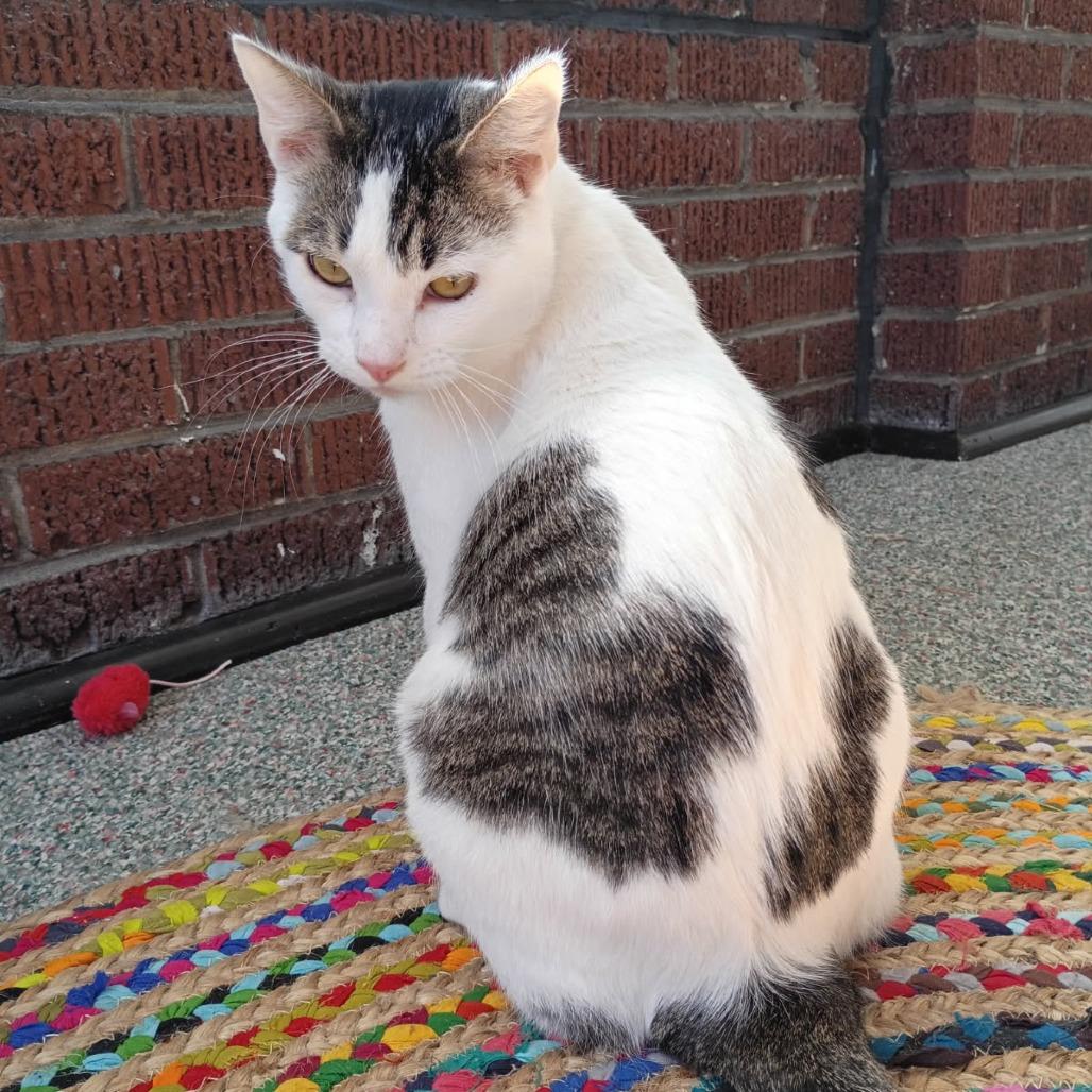 Enlarge Treat, a Adoptable Domestic Short Hair in Edwardsville, IL image 2/6