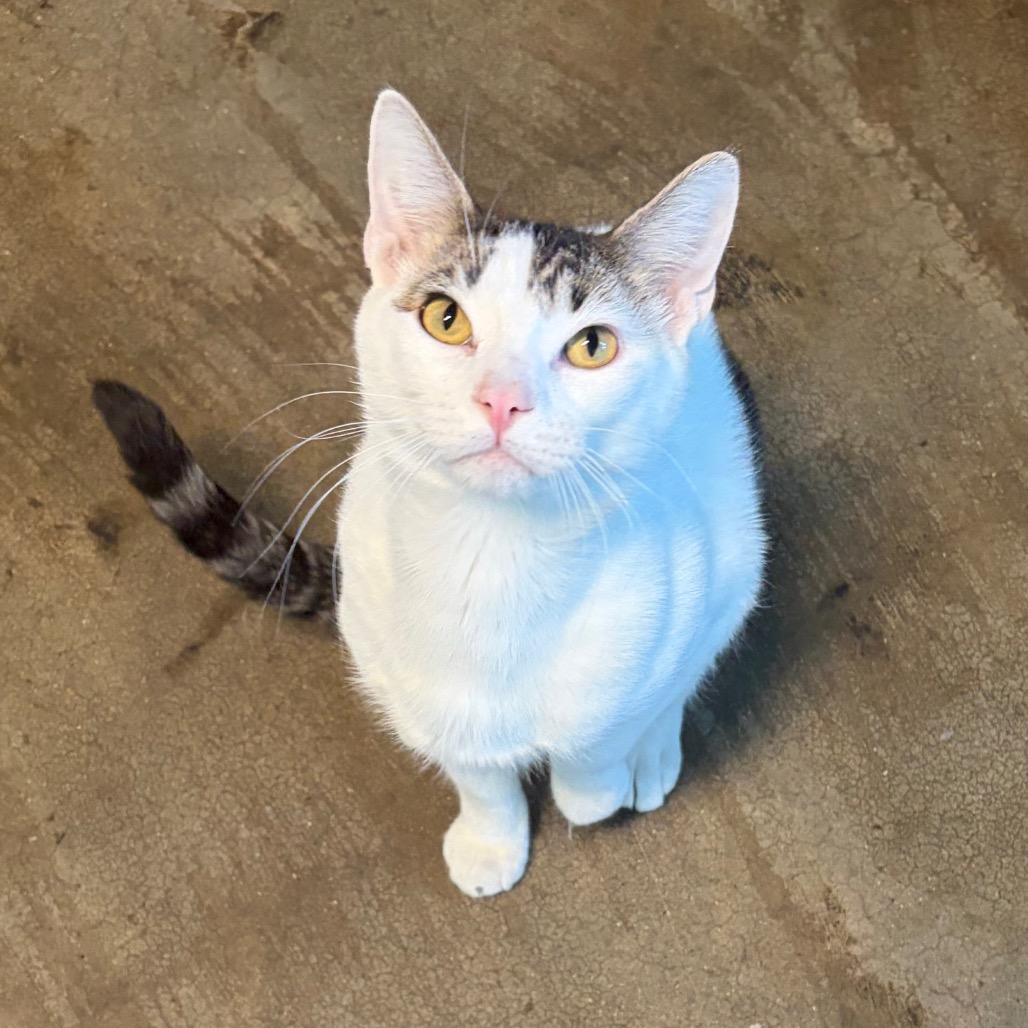 Enlarge Treat, a Adoptable Domestic Short Hair in Edwardsville, IL image 3/6