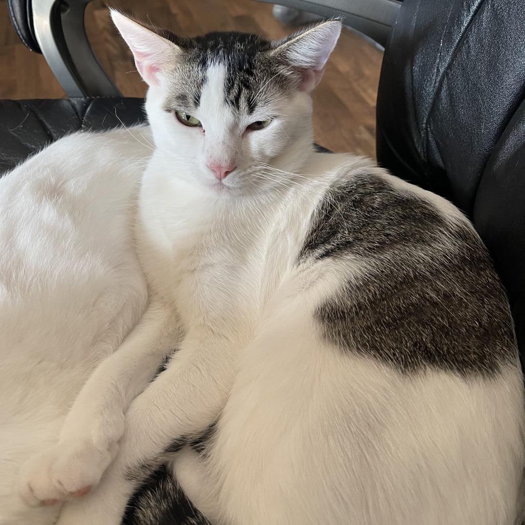 Enlarge Treat, a Adoptable Domestic Short Hair in Edwardsville, IL image 5/6