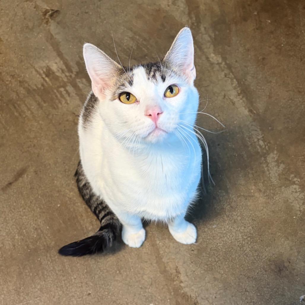 Enlarge Treat, a Adoptable Domestic Short Hair in Edwardsville, IL image 6/6