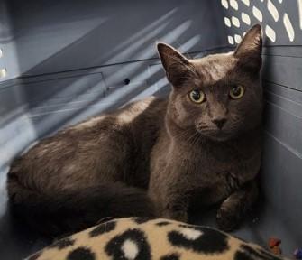 Helga - Feral Barn Cat, Adoptable, Adult Female Domestic Short Hair.