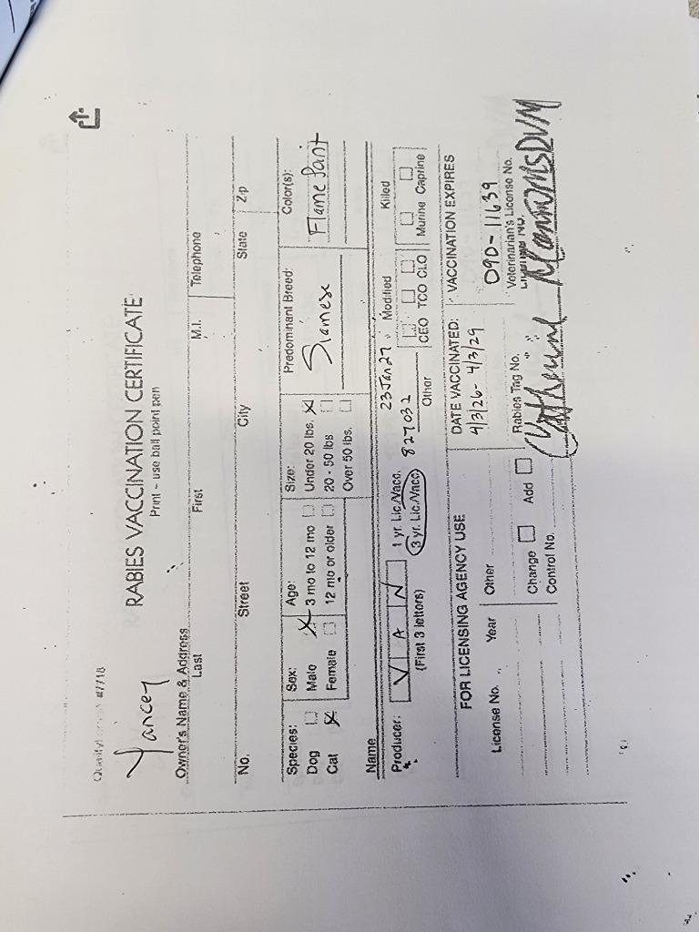 Yancey, Adopted, Adult Male Siamese.