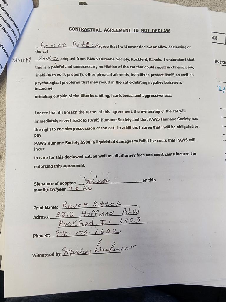 Enlarge Yancey, a Adopted Siamese in Rockford, IL image 2/4