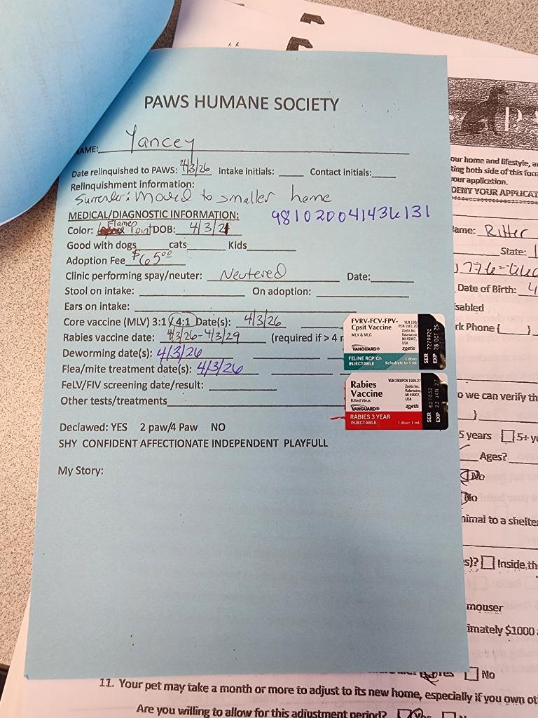 Enlarge Yancey, a Adopted Siamese in Rockford, IL image 3/4