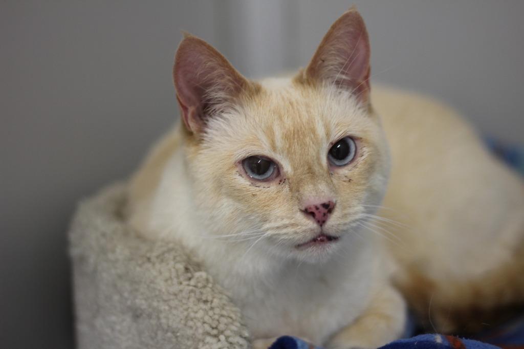 Enlarge Yancey, a Adopted Siamese in Rockford, IL image 4/4