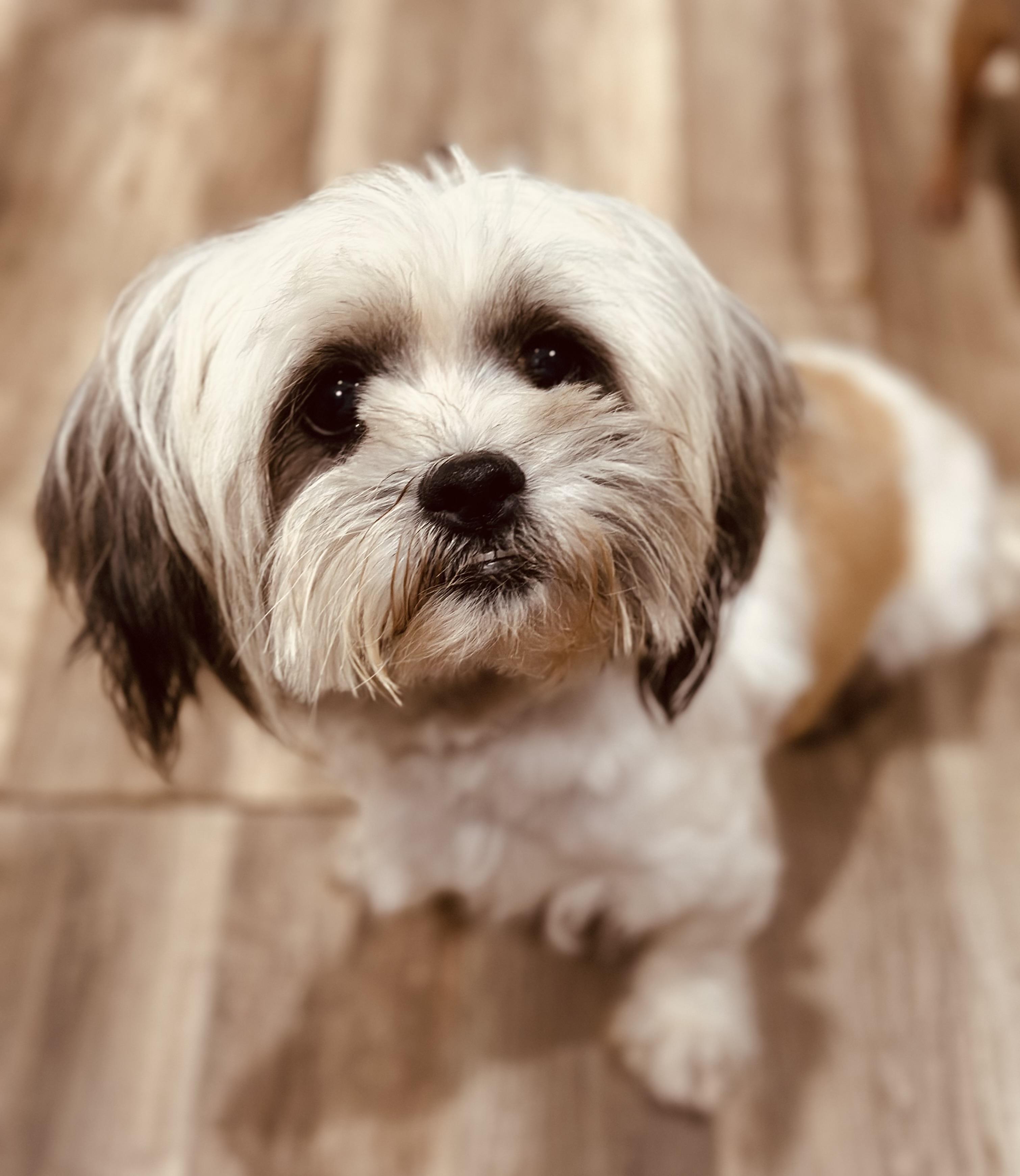 Enlarge Dustie, a Adoptable mixed breed in Orlando, FL image 4/4