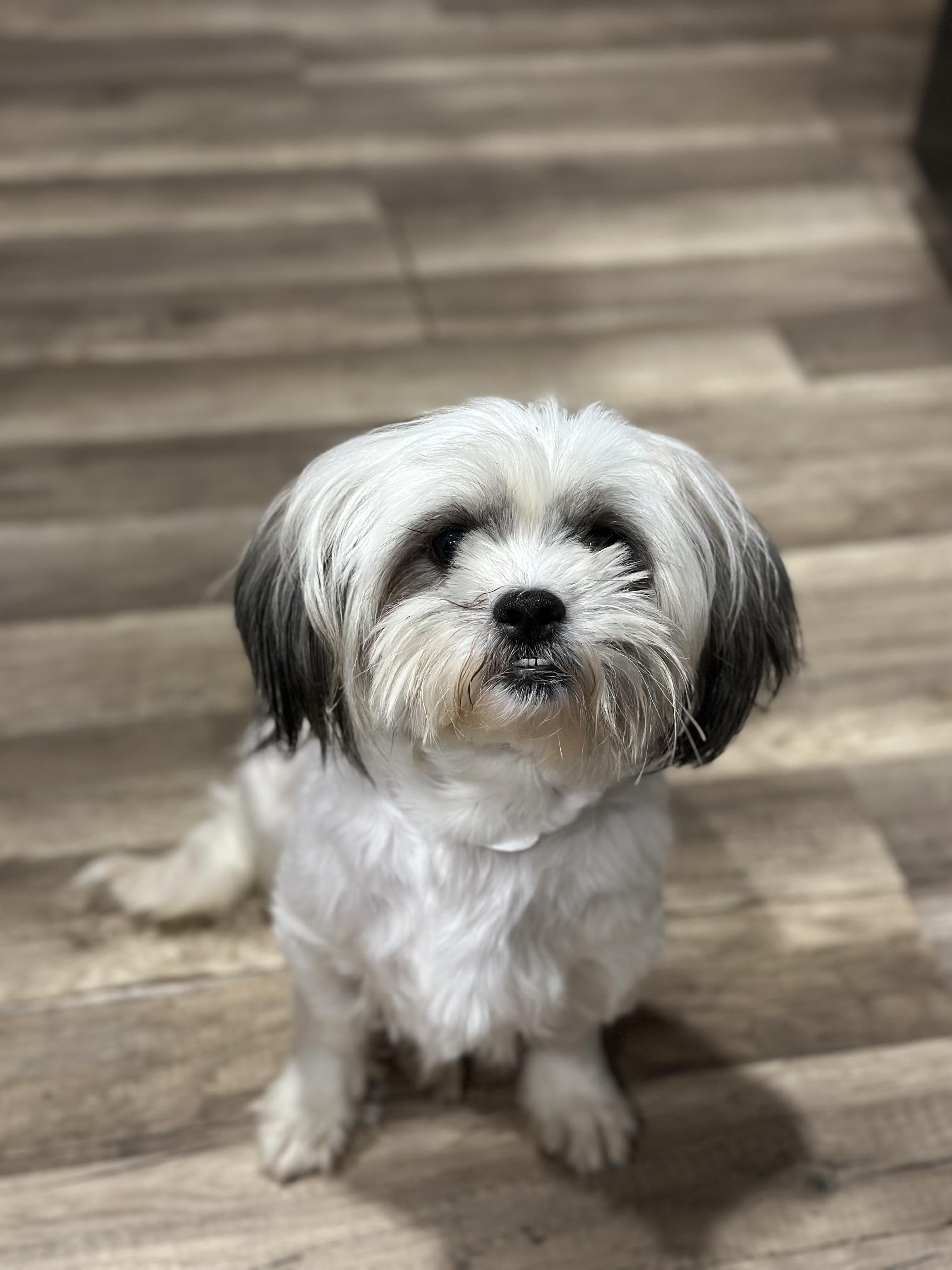 Enlarge Dustie, a Adoptable mixed breed in Orlando, FL image 1/4