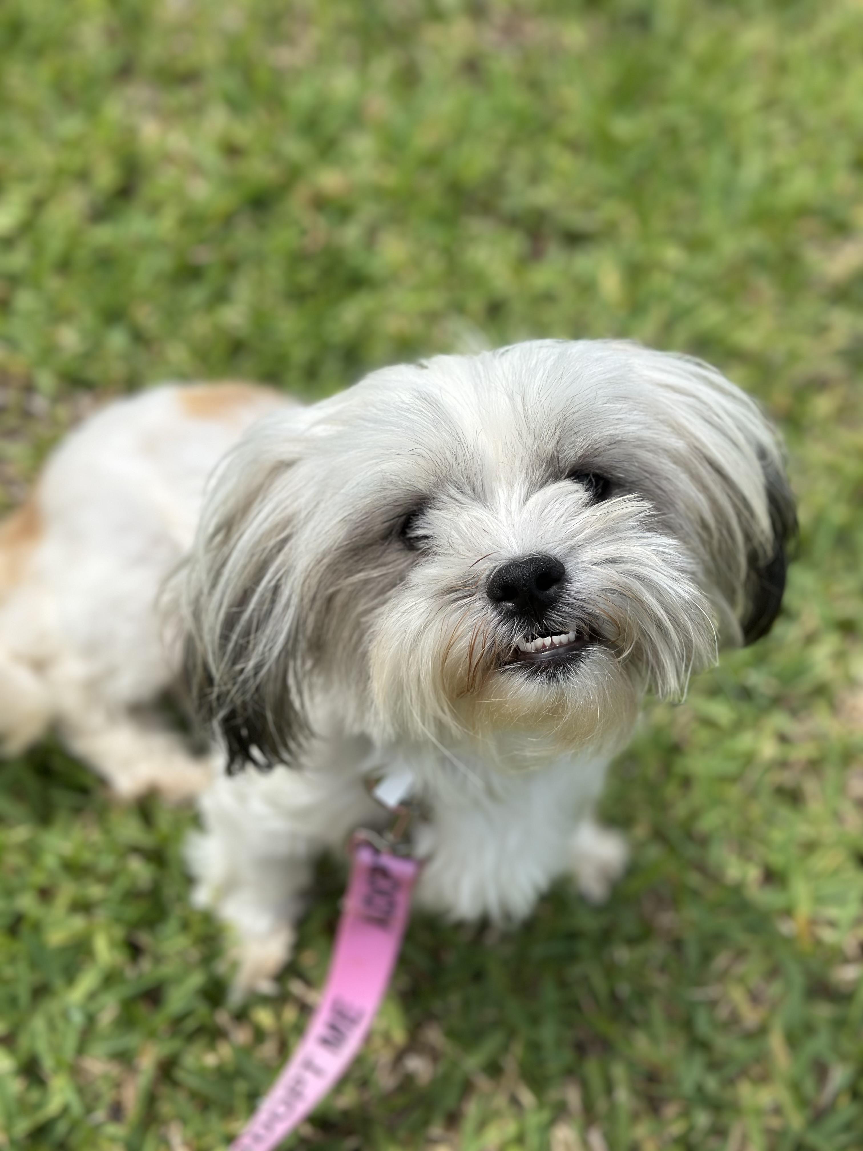 Enlarge Dustie, a Adoptable mixed breed in Orlando, FL image 3/4
