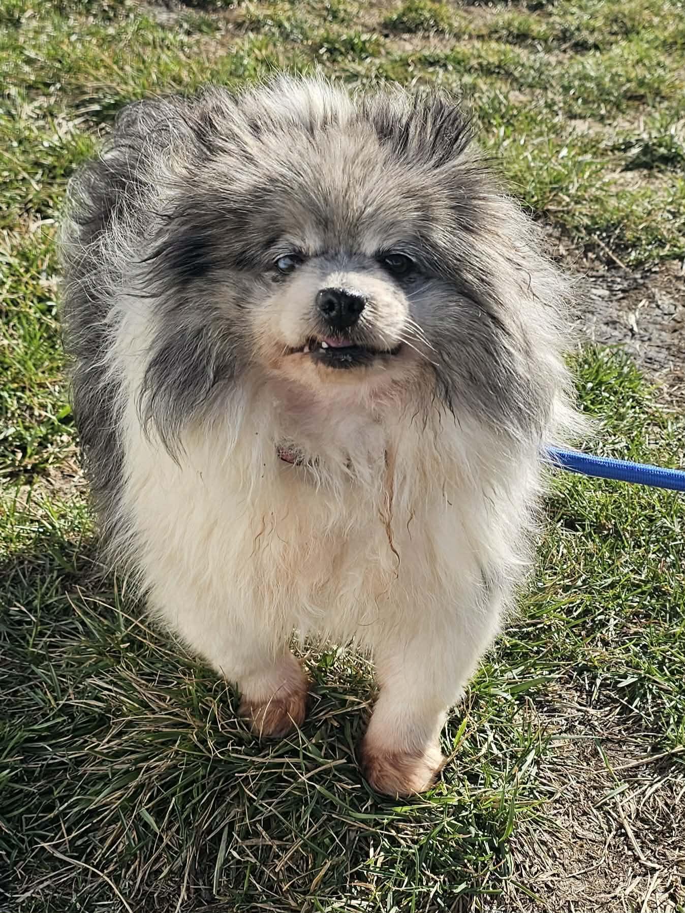 Enlarge Macy in foster care , an adoptable Pomeranian in Minooka, IL image 2/4