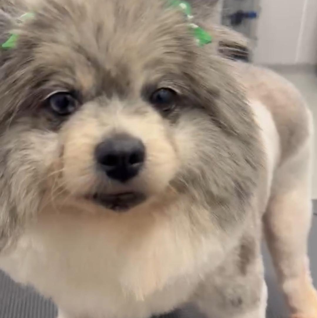 Enlarge Macy in foster care , an adoptable Pomeranian in Minooka, IL image 3/4