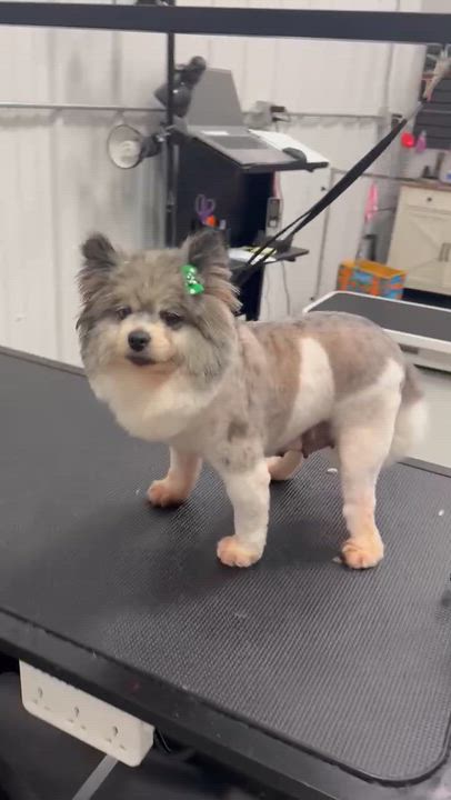 Enlarge Macy in foster care , an adoptable Pomeranian in Minooka, IL video 4/4