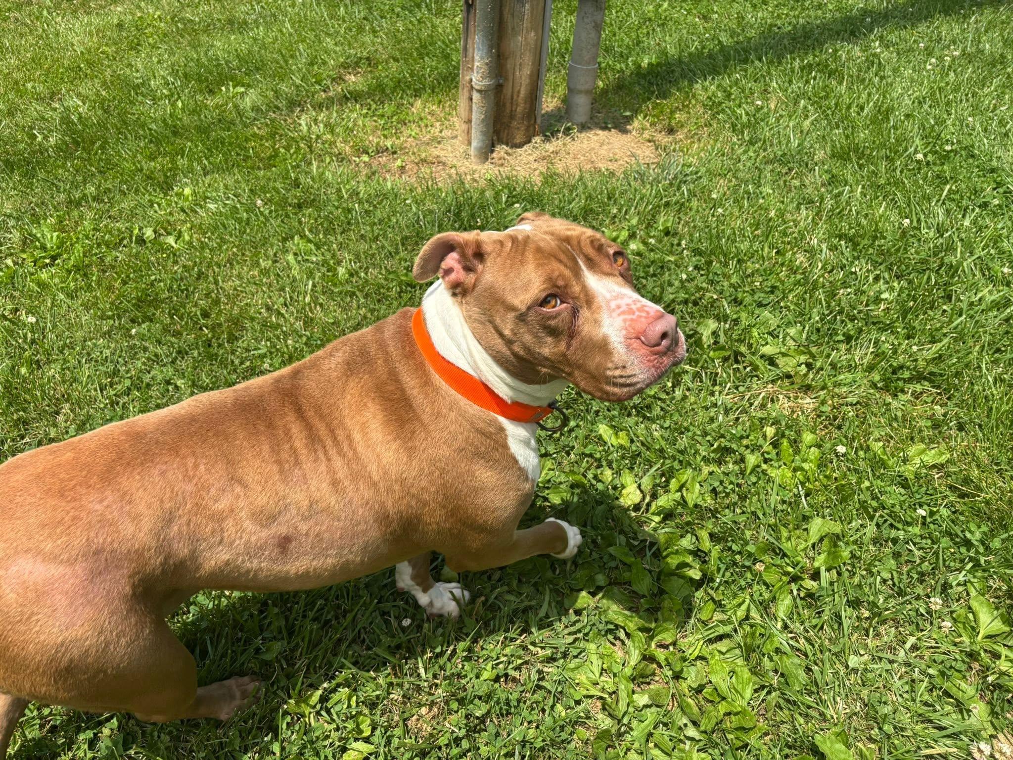 Xena, a ADOPTABLE American Bully in Saint Charles, MO image 5/5
