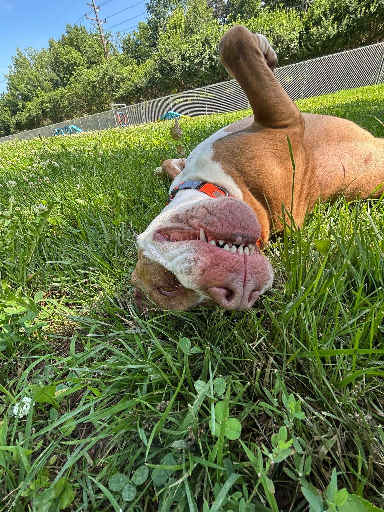 Xena, ADOPTABLE, Senior Female American Bully.
