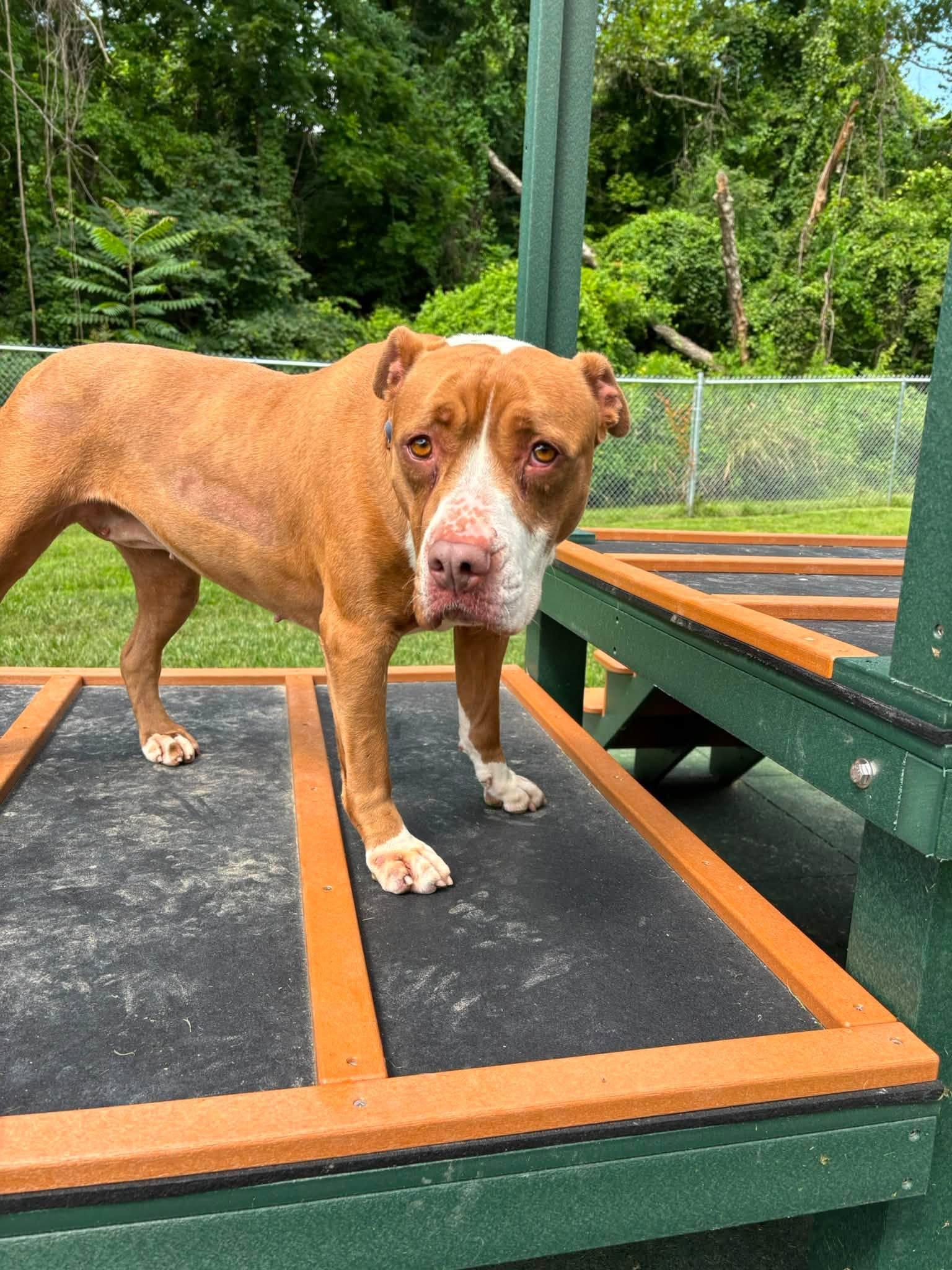 Xena, a ADOPTABLE American Bully in Saint Charles, MO image 4/4