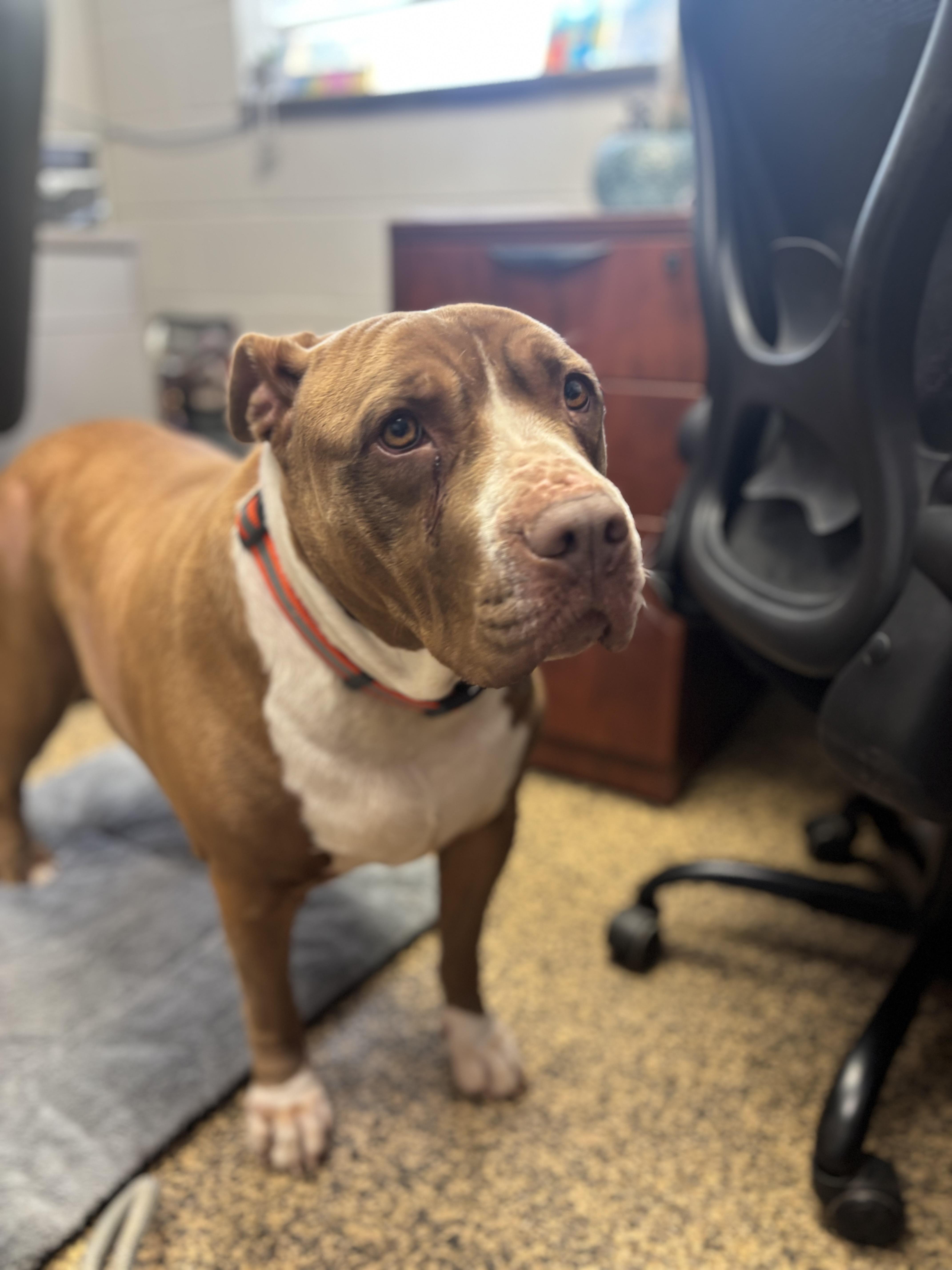 Enlarge Xena, a ADOPTABLE American Bully in Saint Charles, MO image 2/4