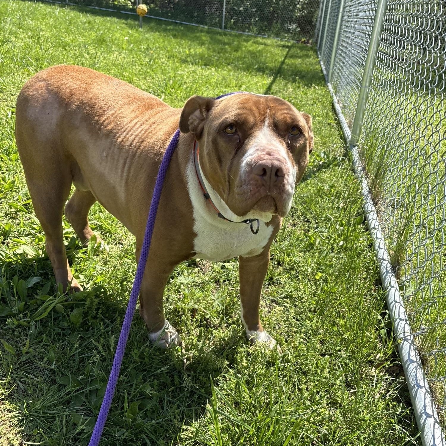 Enlarge Xena, a ADOPTABLE American Bully in Saint Charles, MO image 1/4