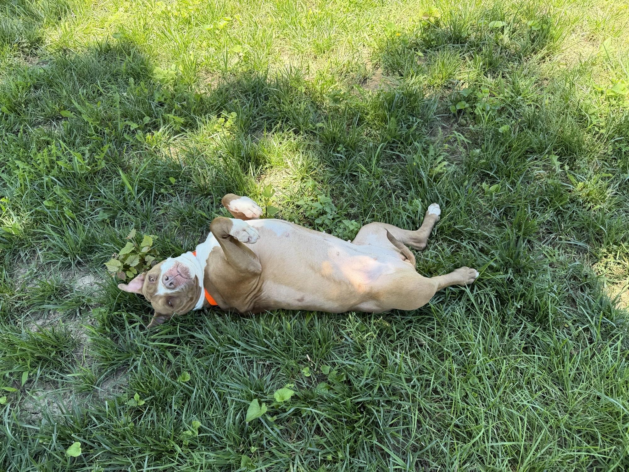 Xena, a ADOPTABLE American Bully in Saint Charles, MO image 2/5