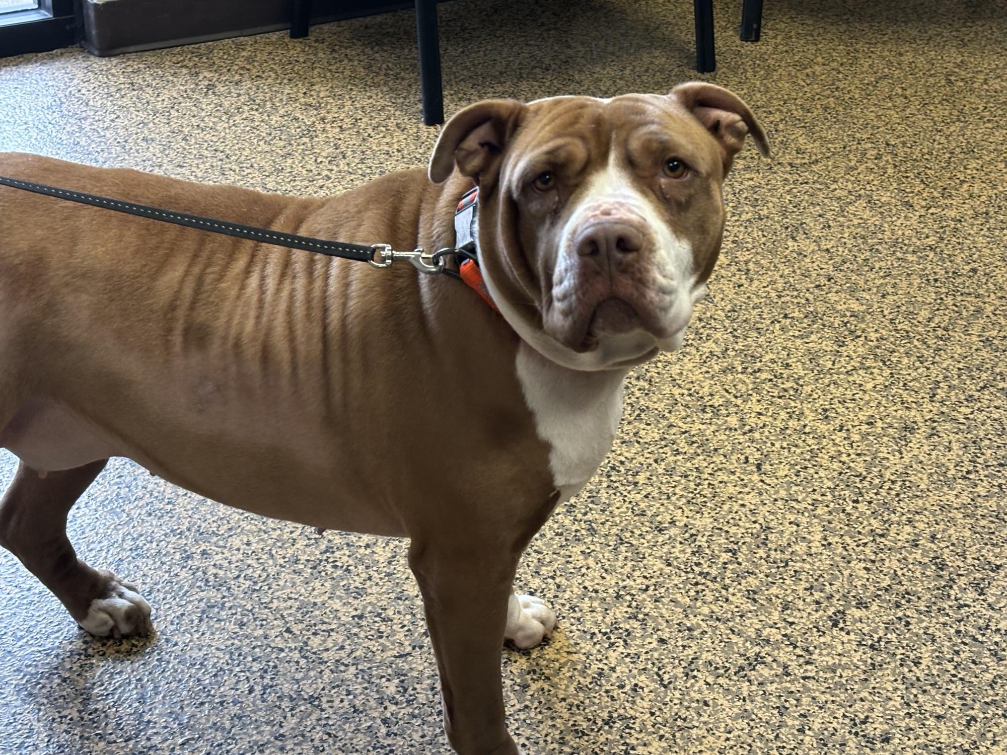 Xena, ADOPTABLE, Senior Female American Bully.