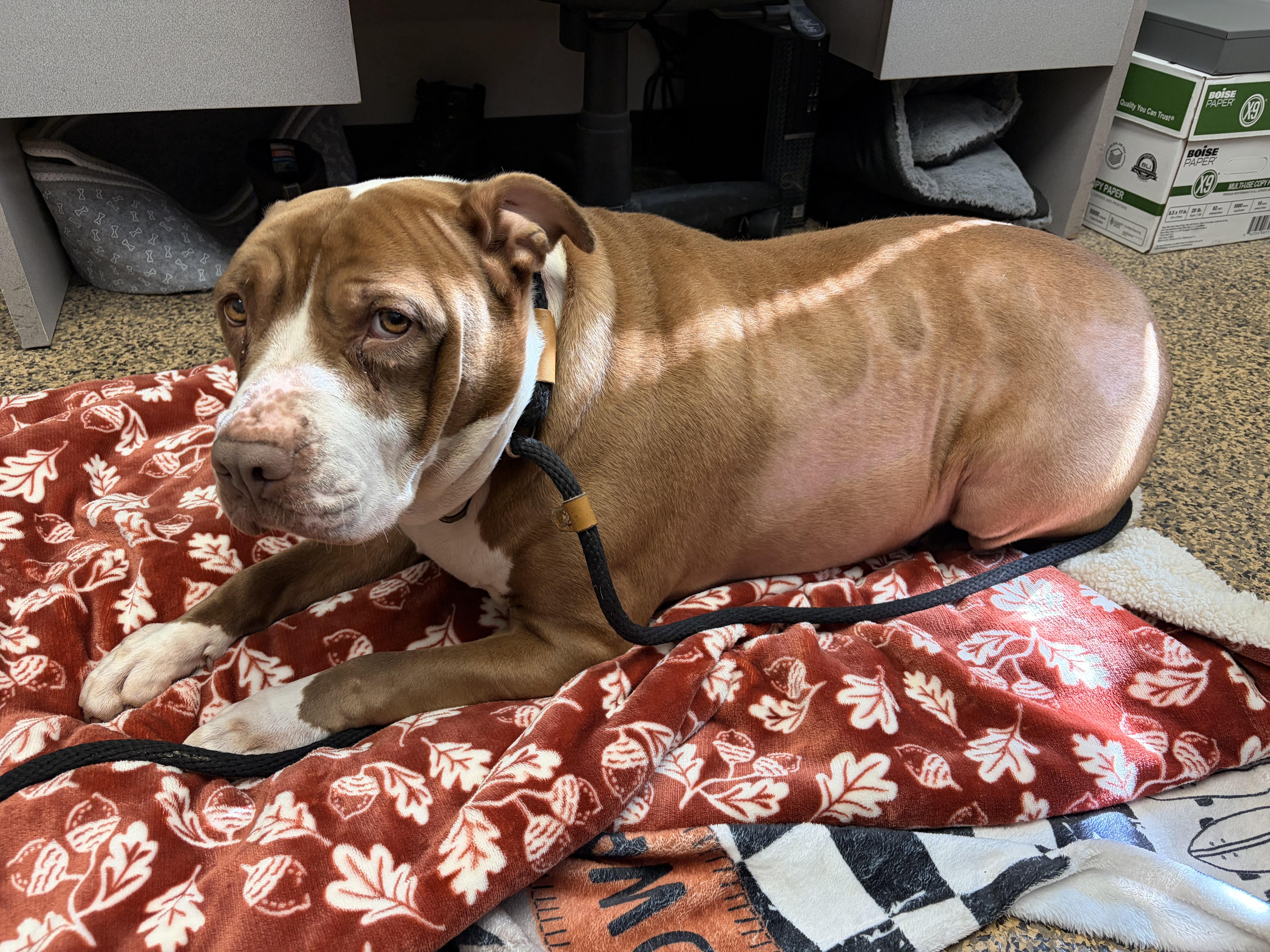 Enlarge Xena, a ADOPTABLE American Bully in Saint Charles, MO image 2/2