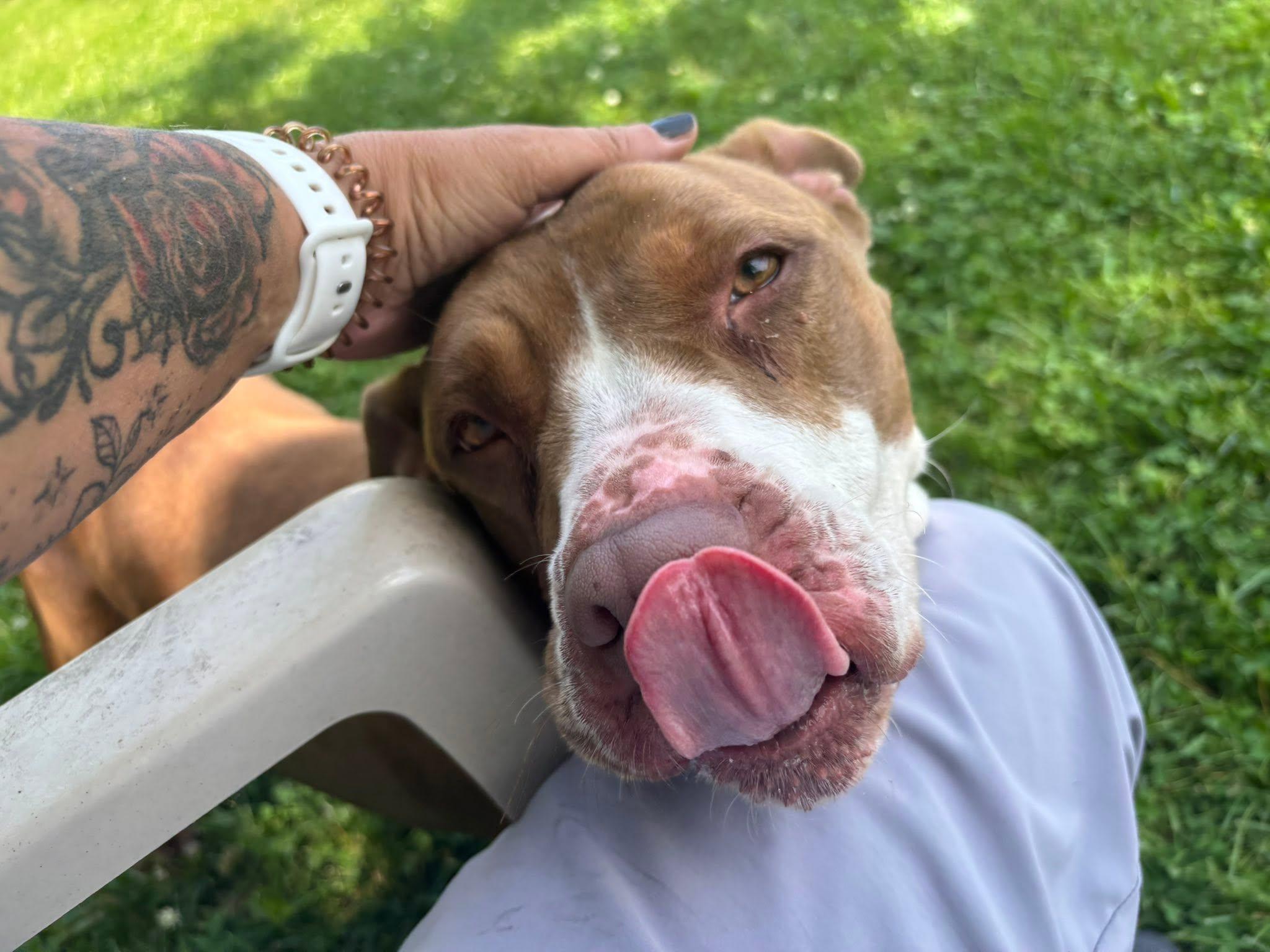 Xena, a ADOPTABLE American Bully in Saint Charles, MO image 4/5