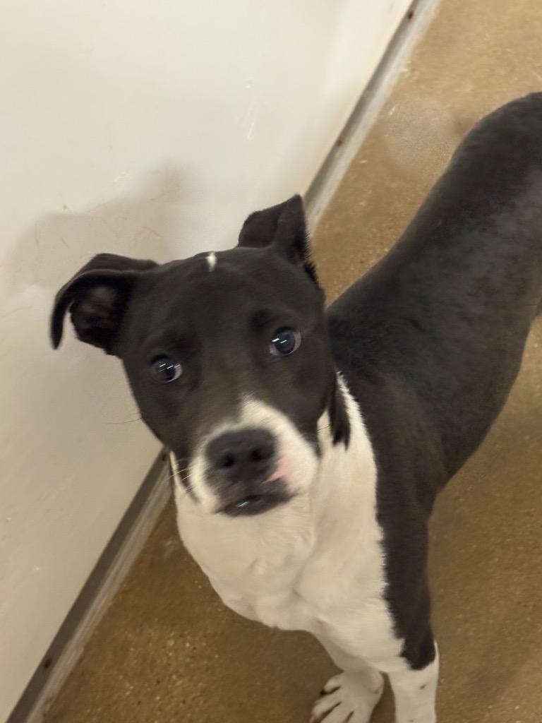 Enlarge Greg, a Adoptable mixed breed in Belton, TX image 1/1