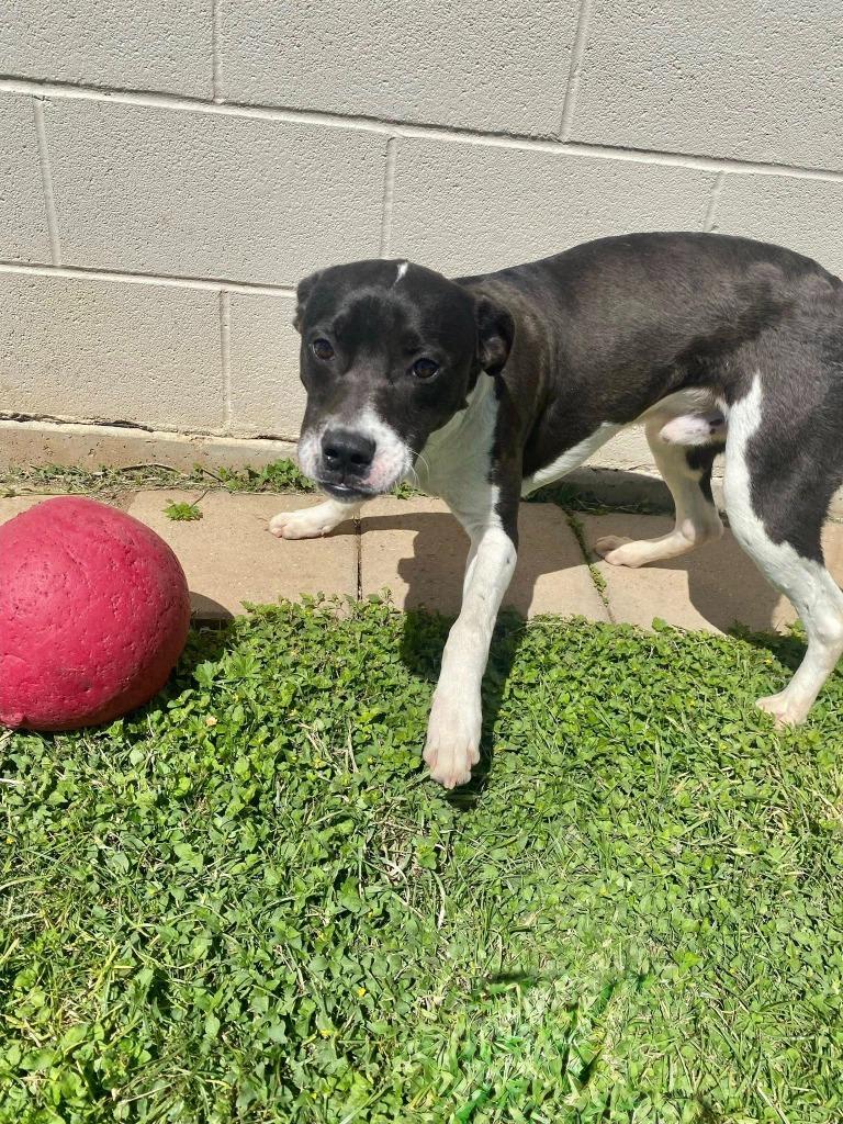 Enlarge Greg, a Adoptable mixed breed in Belton, TX image 1/1