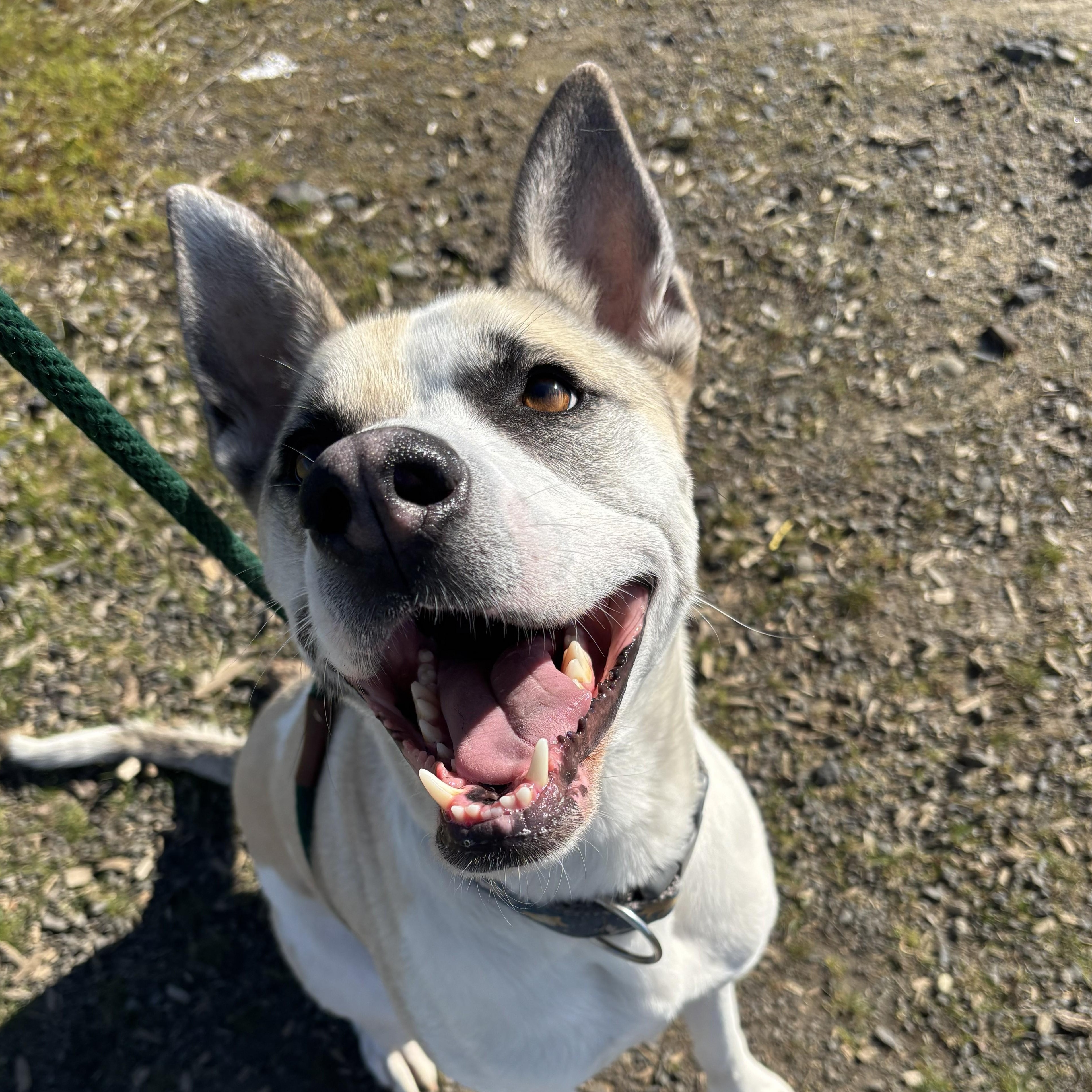 Enlarge Louie, a Adoptable mixed breed in The Dalles, OR image 3/5