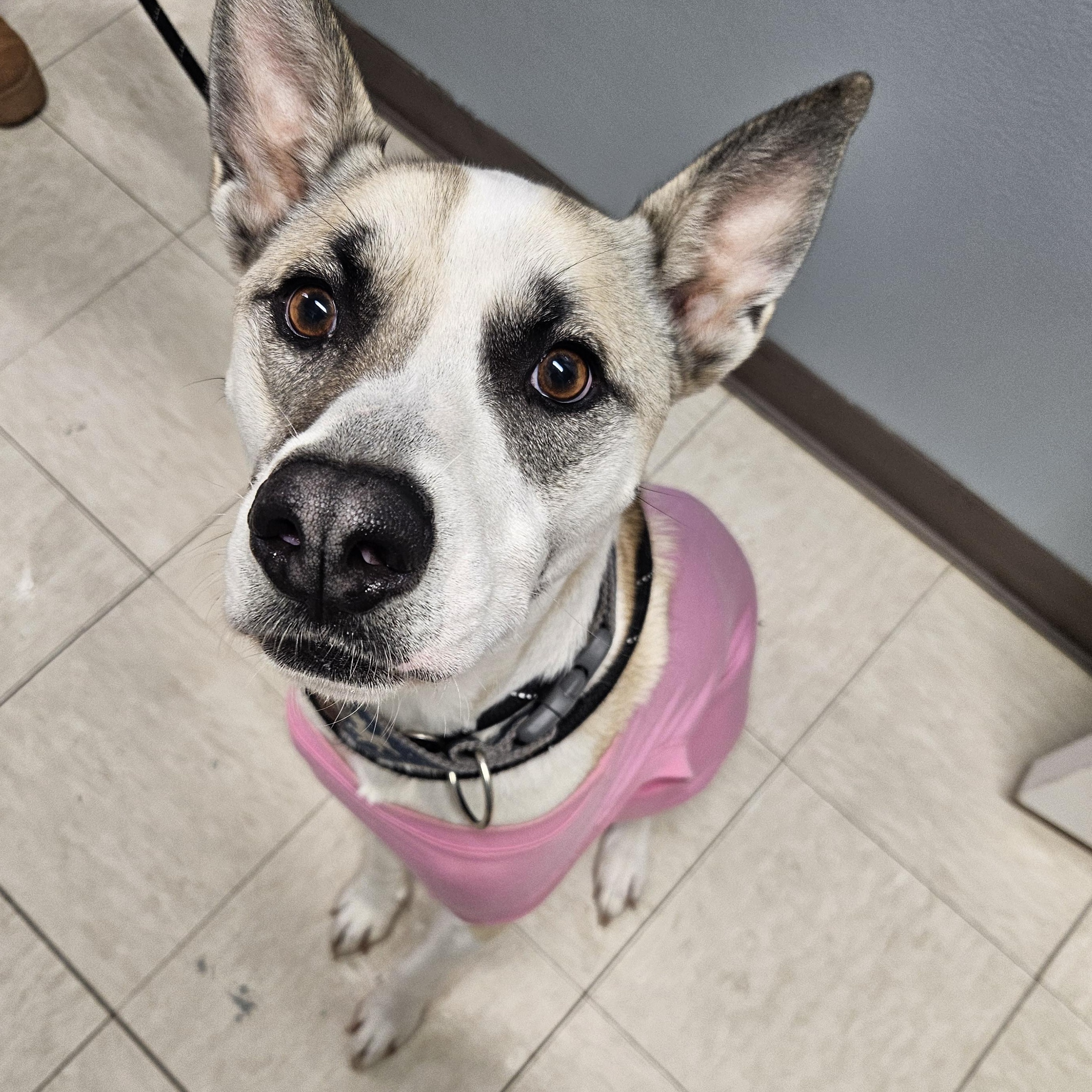 Louie, Adoptable, Adult Male Husky.