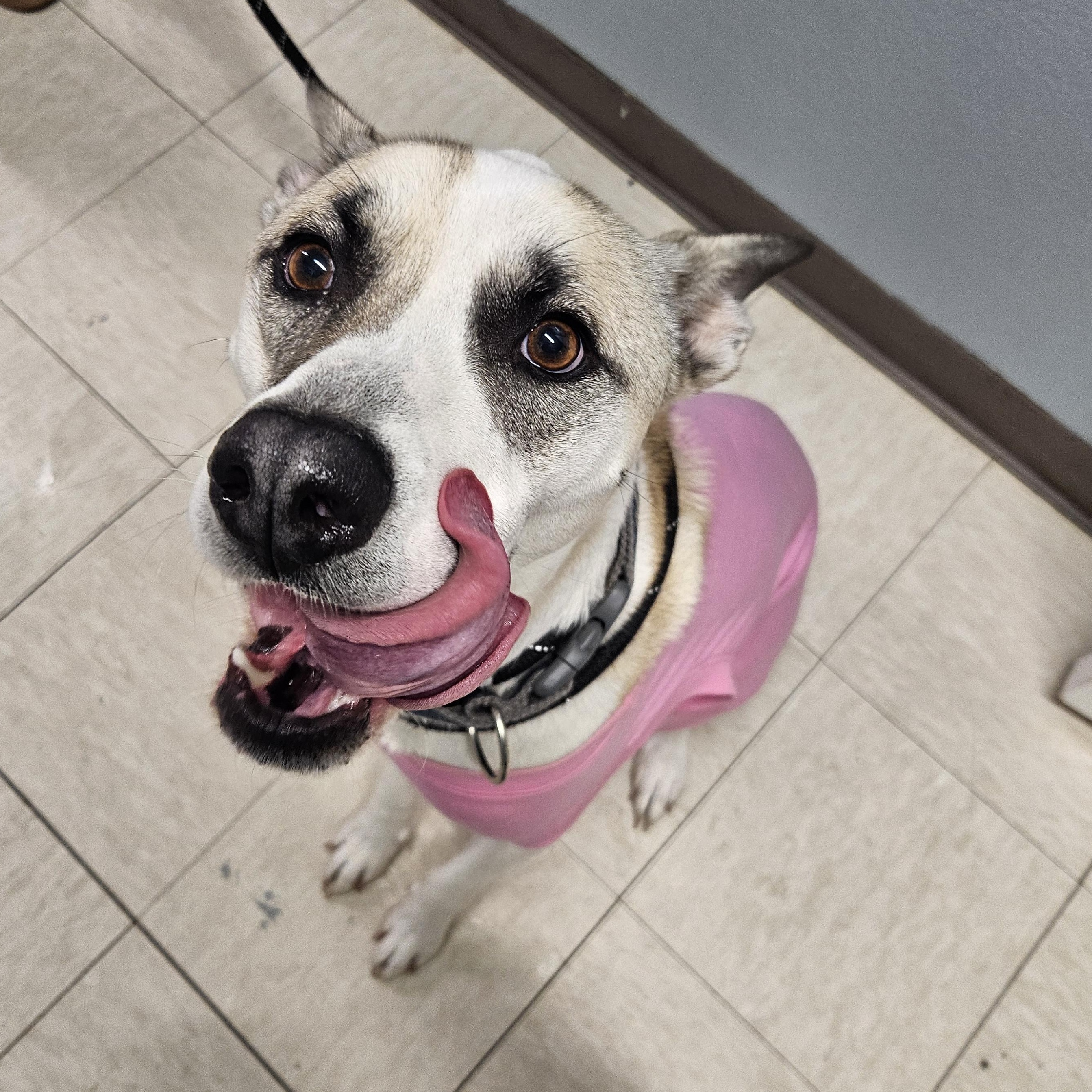 Louie, a Adoptable mixed breed in The Dalles, OR image 2/3