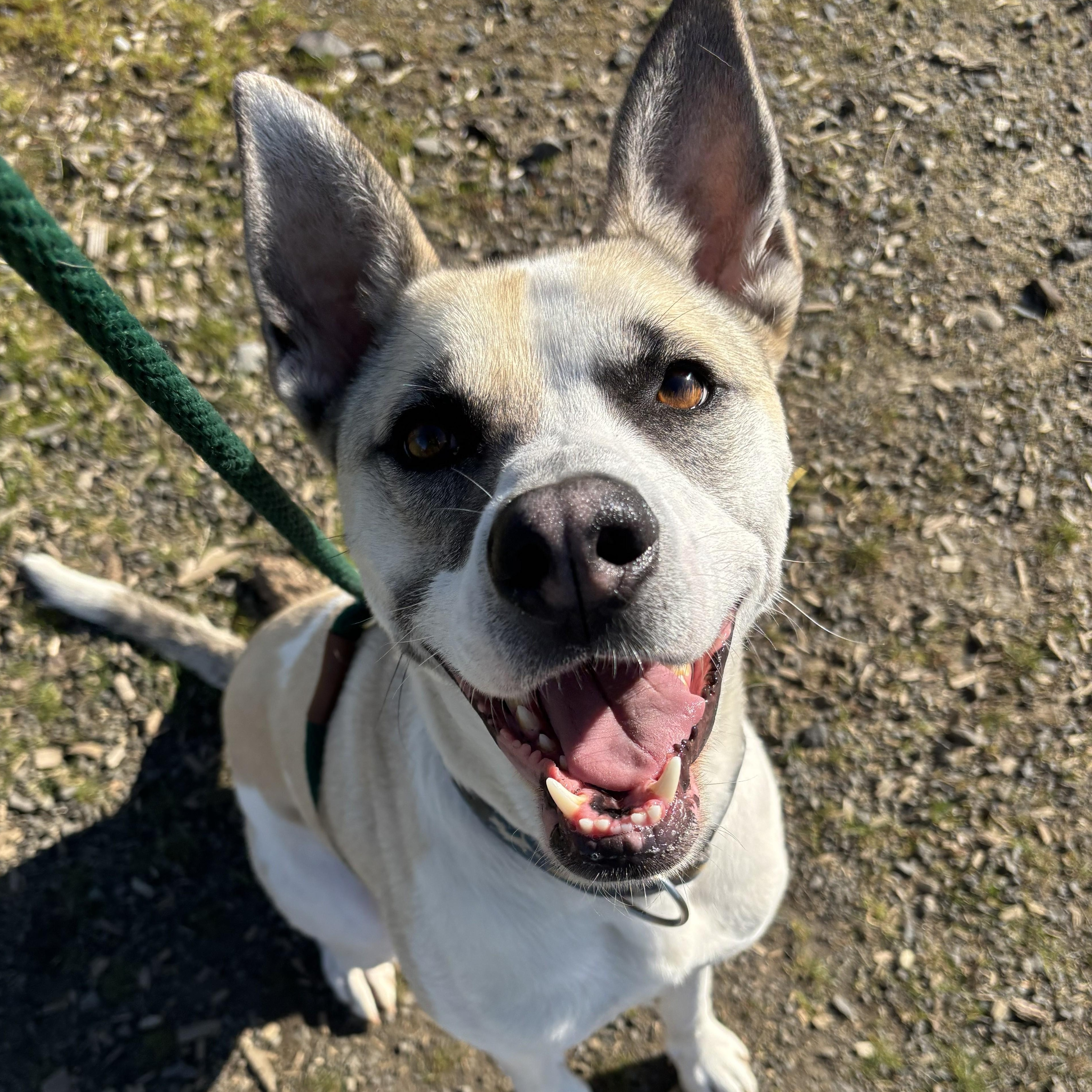 Enlarge Louie, a Adoptable mixed breed in The Dalles, OR image 1/5
