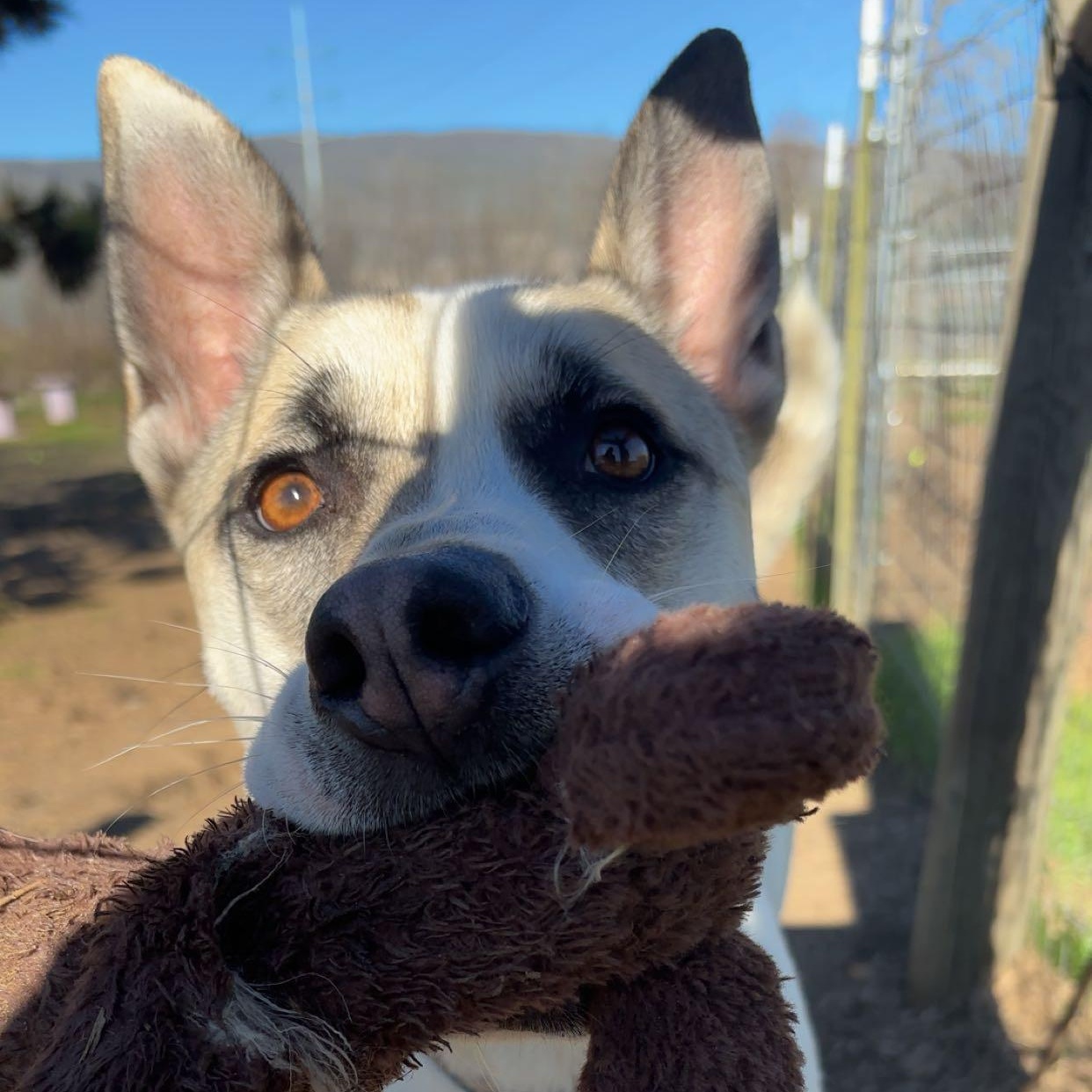 Enlarge Louie, a Adoptable mixed breed in The Dalles, OR image 2/5