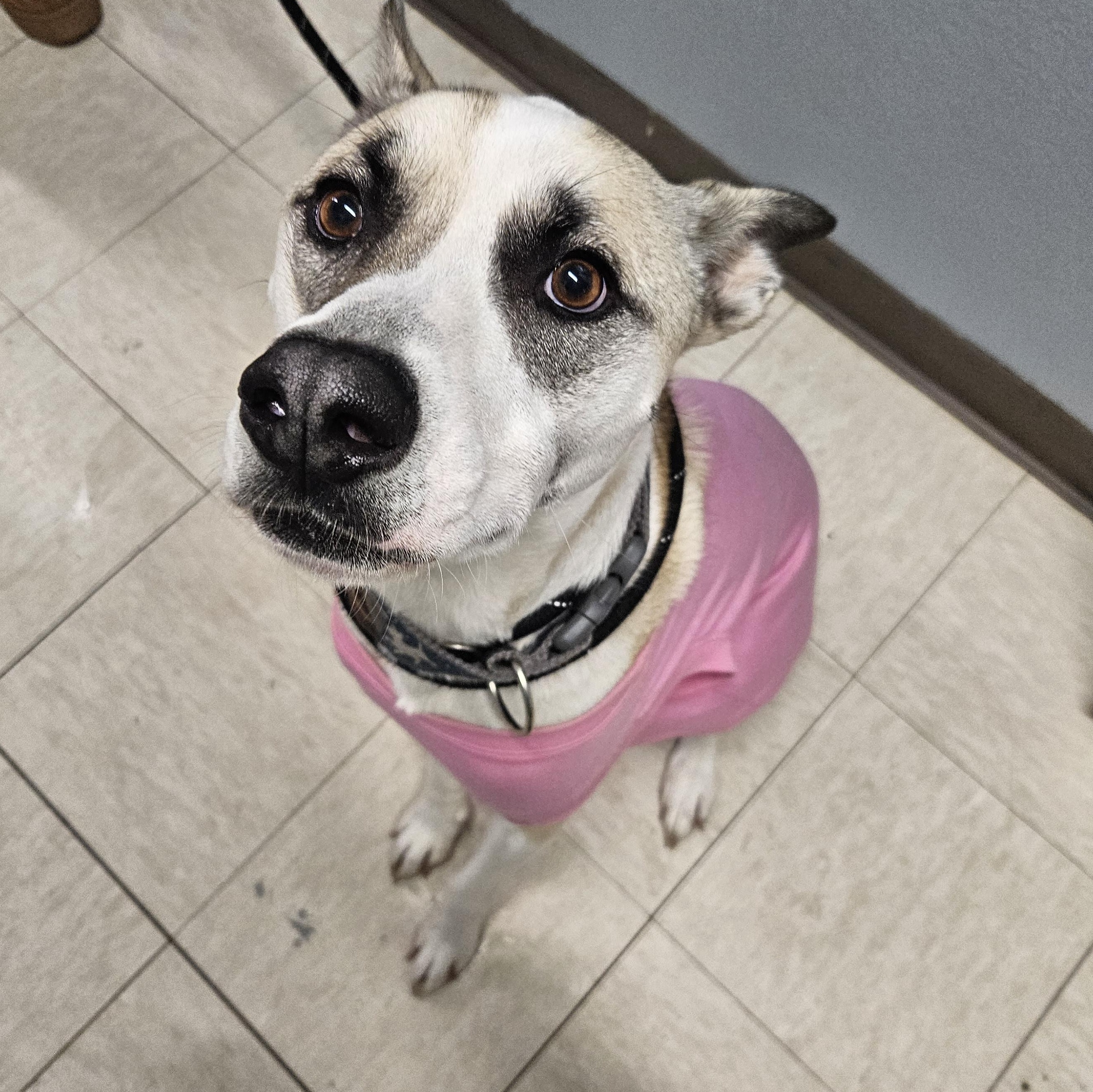 Louie, a Adoptable mixed breed in The Dalles, OR image 3/3