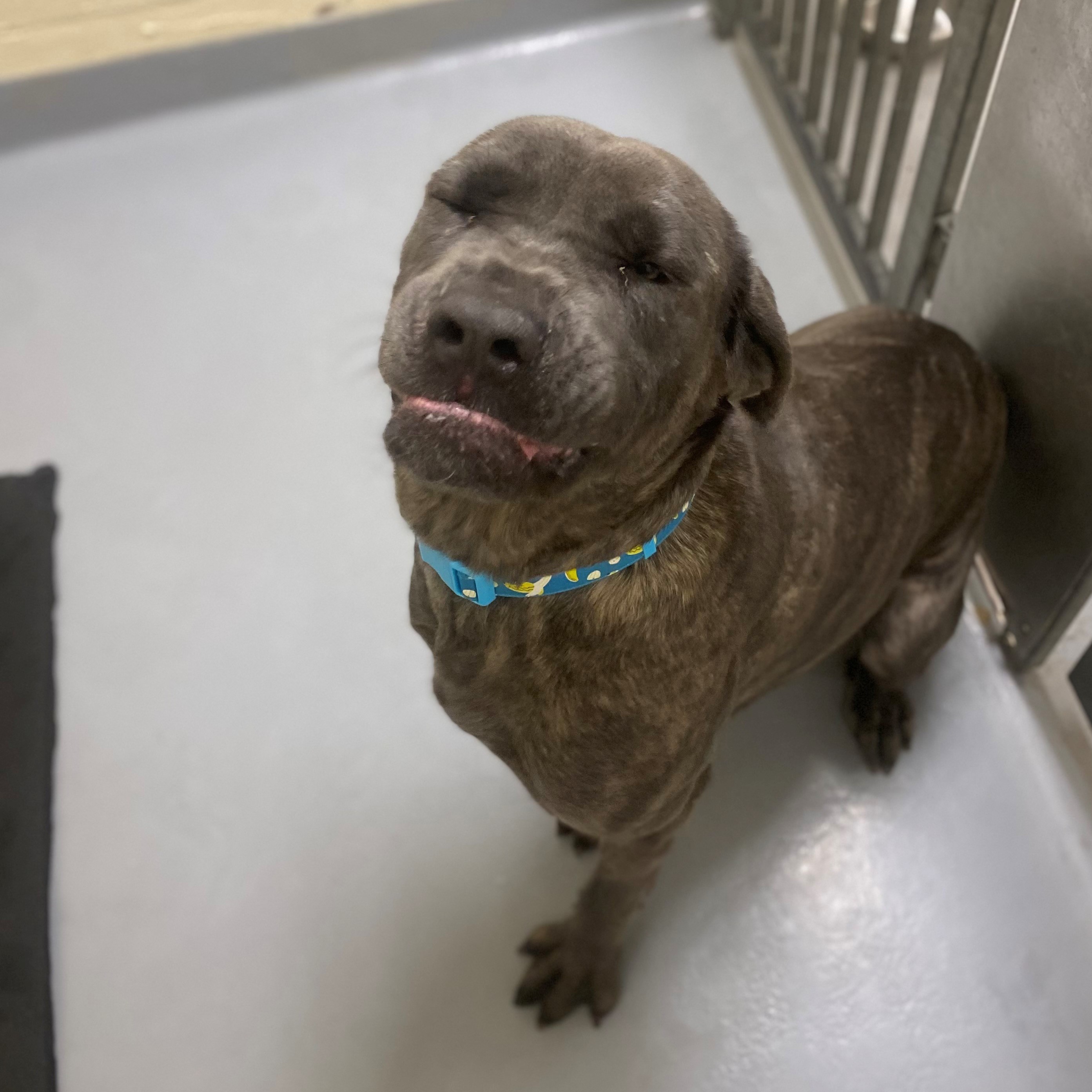 Dog for adoption Katya Call to book an appointment!, a Cane Corso & American Bully Mix in