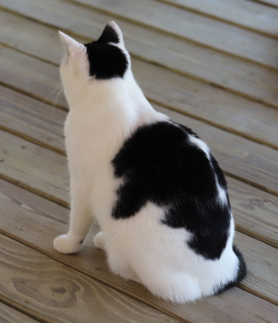 Loveland - CSC, a Adoptable Domestic Short Hair in North Fort Myers, FL image 5/5