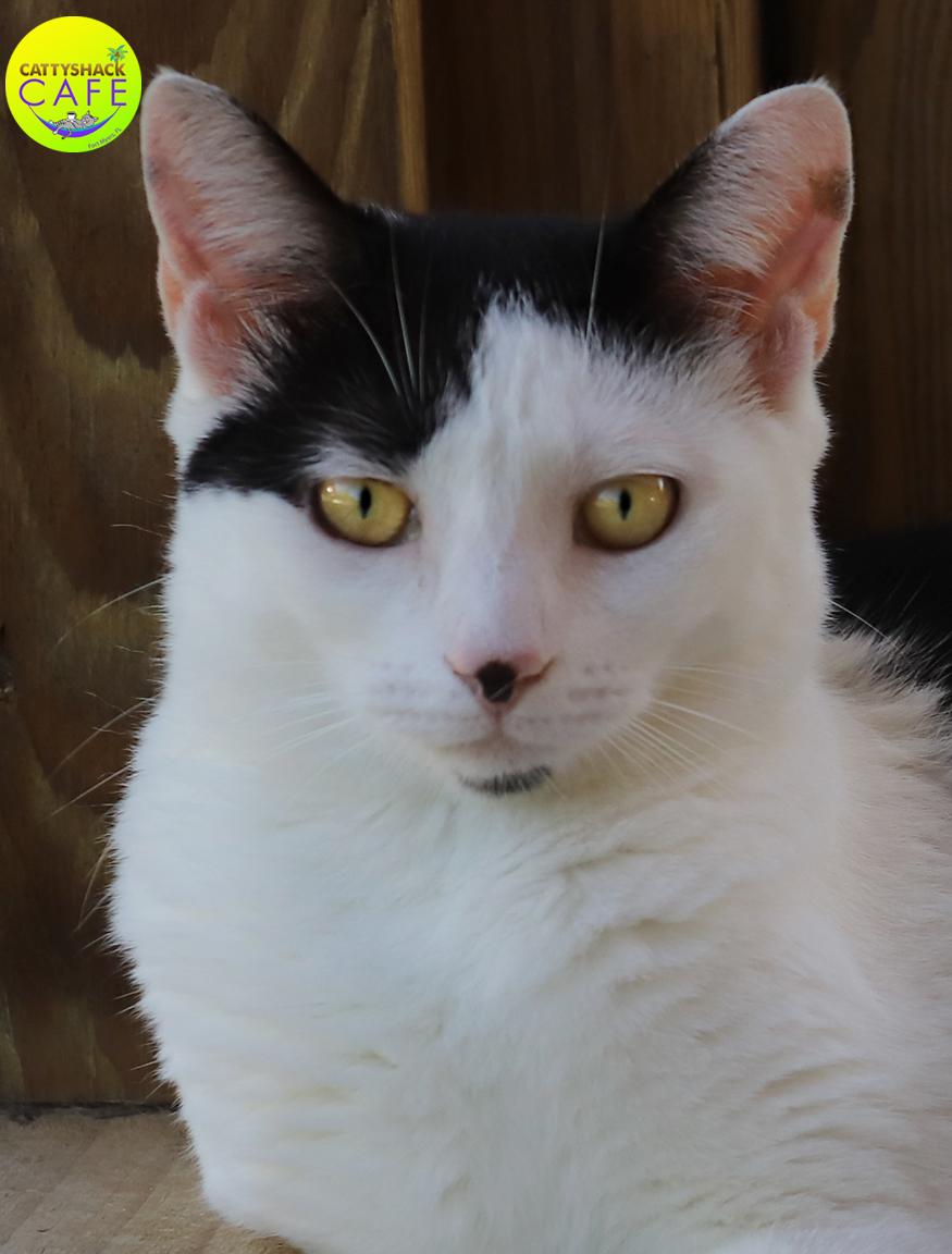 Loveland - CSC, a Adoptable Domestic Short Hair in North Fort Myers, FL image 1/5