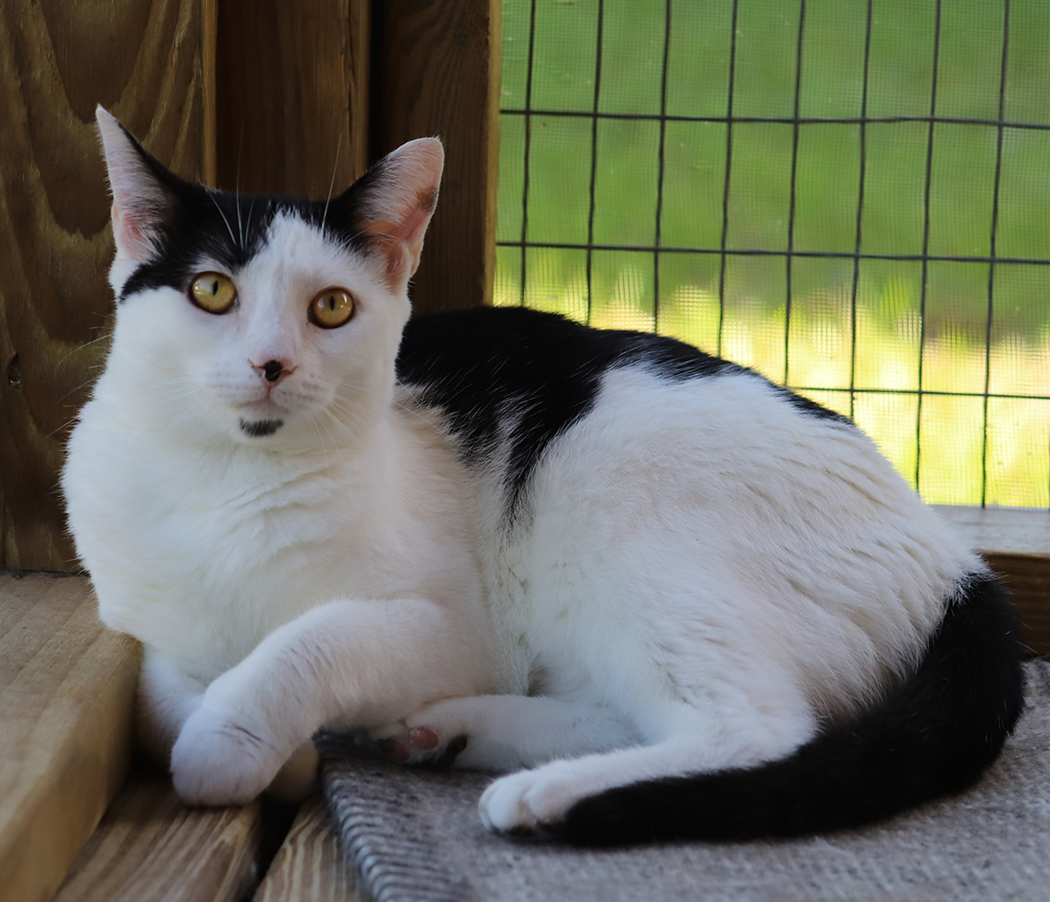 Loveland - CSC, a Adoptable Domestic Short Hair in North Fort Myers, FL image 3/5