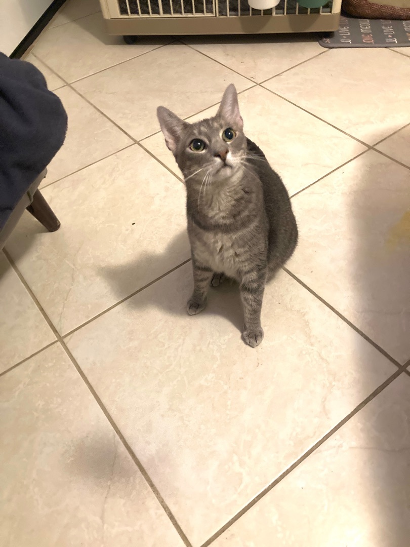 Manolo , Adoptable, Young Male Abyssinian & Tabby.