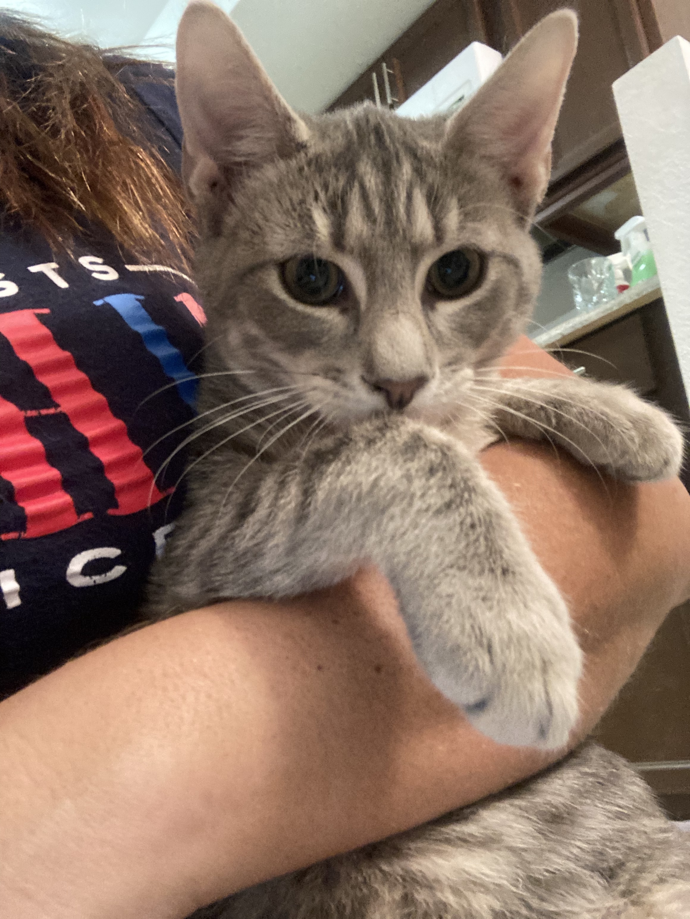 Enlarge Manolo , a Adoptable mixed breed in Kissimmee, FL image 2/8