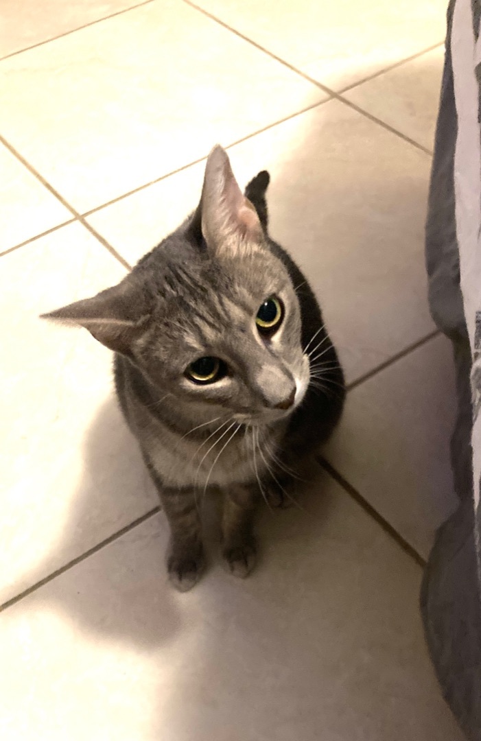 Enlarge Manolo , a Adoptable mixed breed in Kissimmee, FL image 3/8