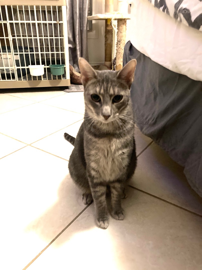 Enlarge Manolo , a Adoptable mixed breed in Kissimmee, FL image 4/8