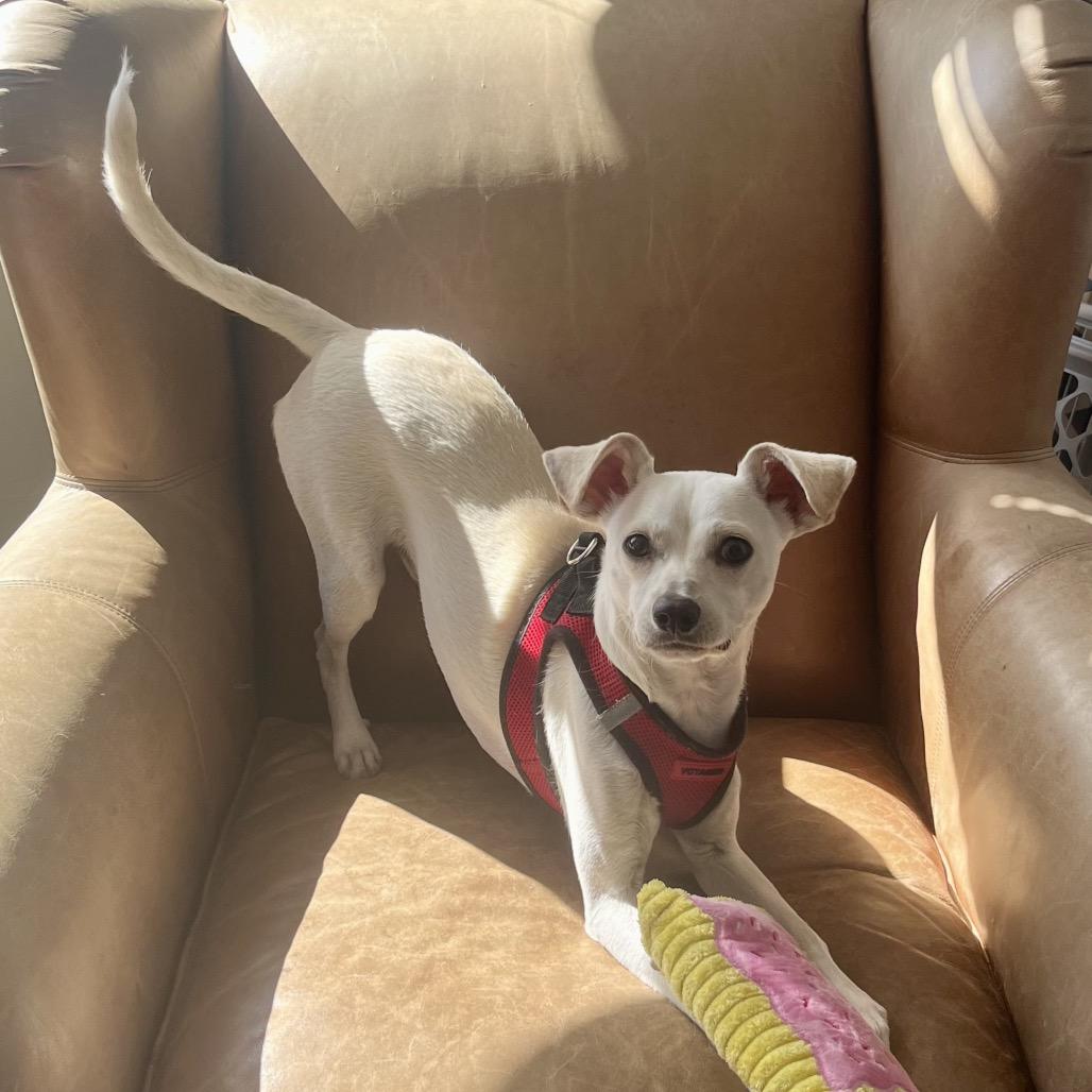 Enlarge Ollie, a Adoptable mixed breed in Crystal, MN image 1/5