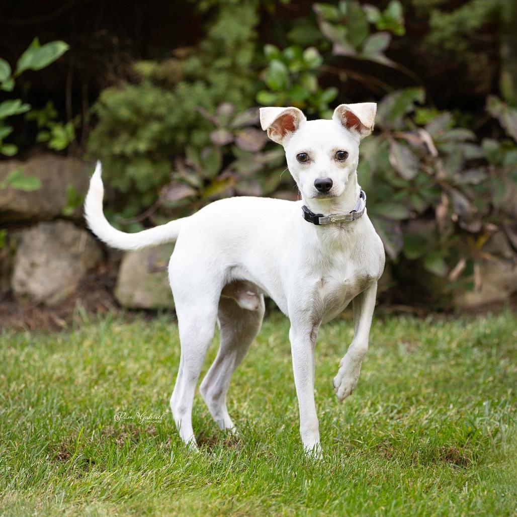 Enlarge Ollie, a Adoptable mixed breed in Crystal, MN image 2/5