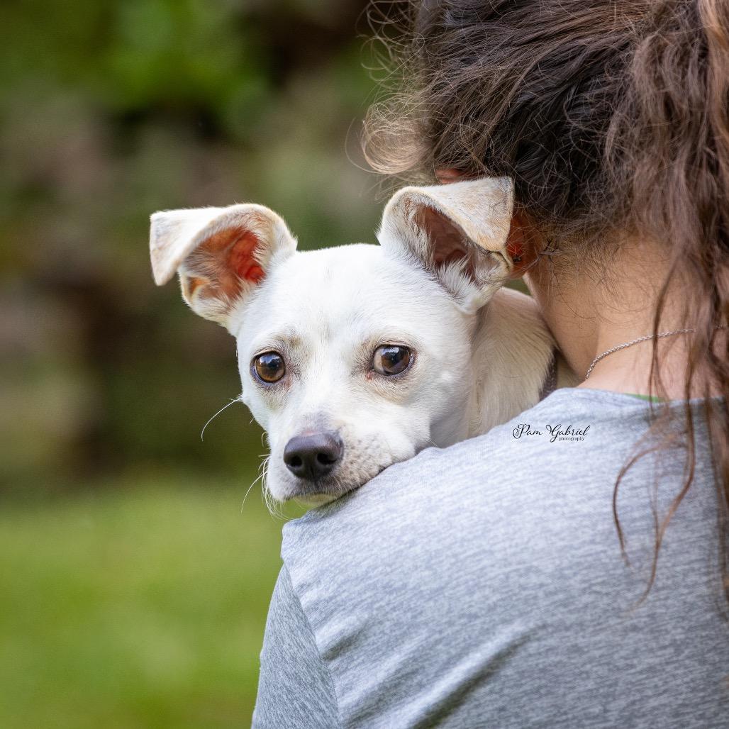 Enlarge Ollie, a Adoptable mixed breed in Crystal, MN image 3/5