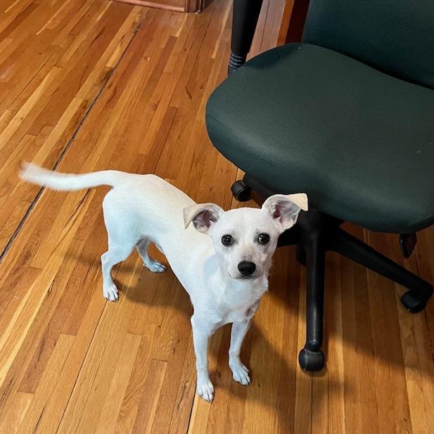 Enlarge Ollie, a Adoptable mixed breed in Crystal, MN image 4/5