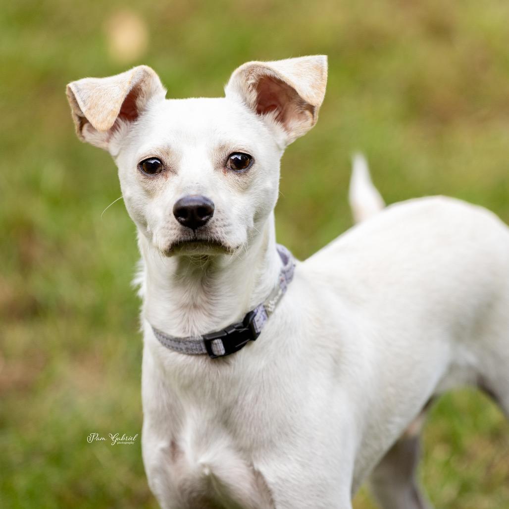 Enlarge Ollie, a Adoptable mixed breed in Crystal, MN image 5/5