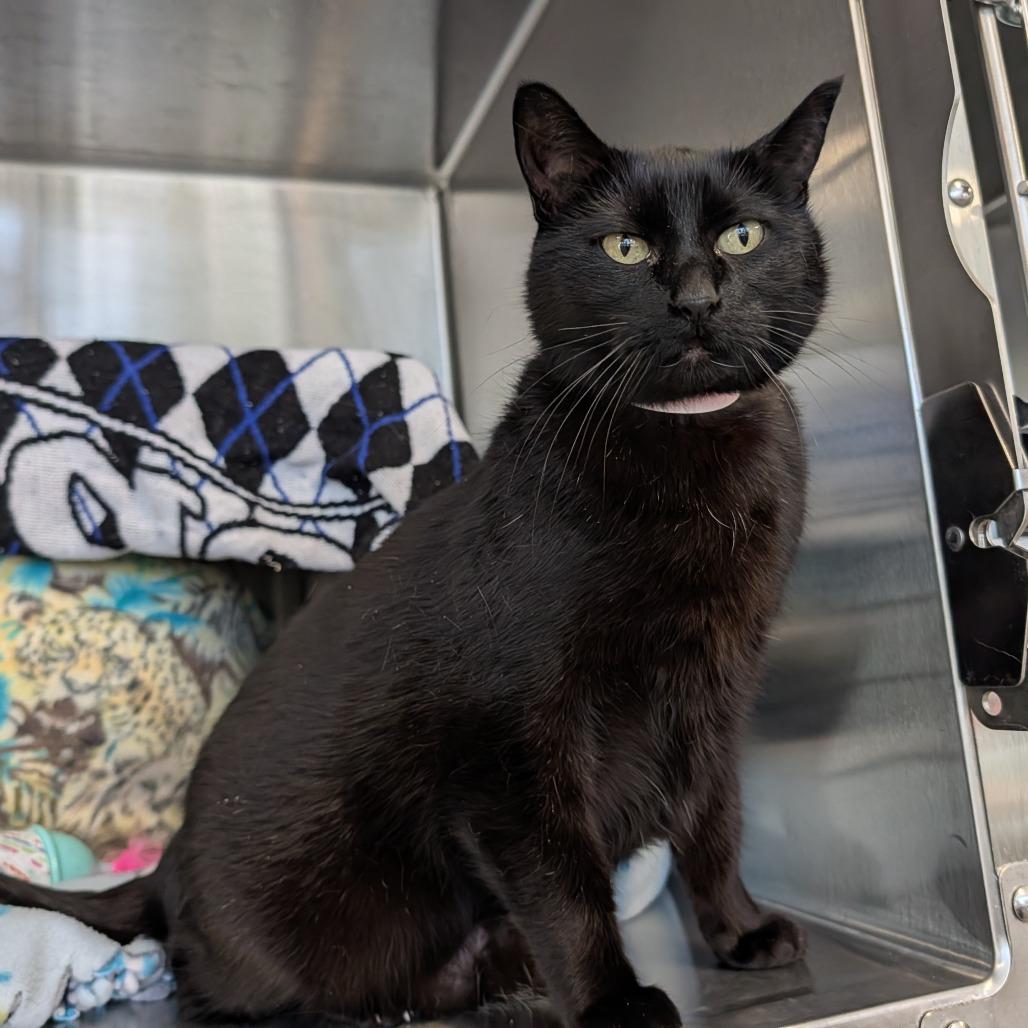 Enlarge Moonlight, a Adoptable Domestic Short Hair in Saint Cloud, MN image 1/3
