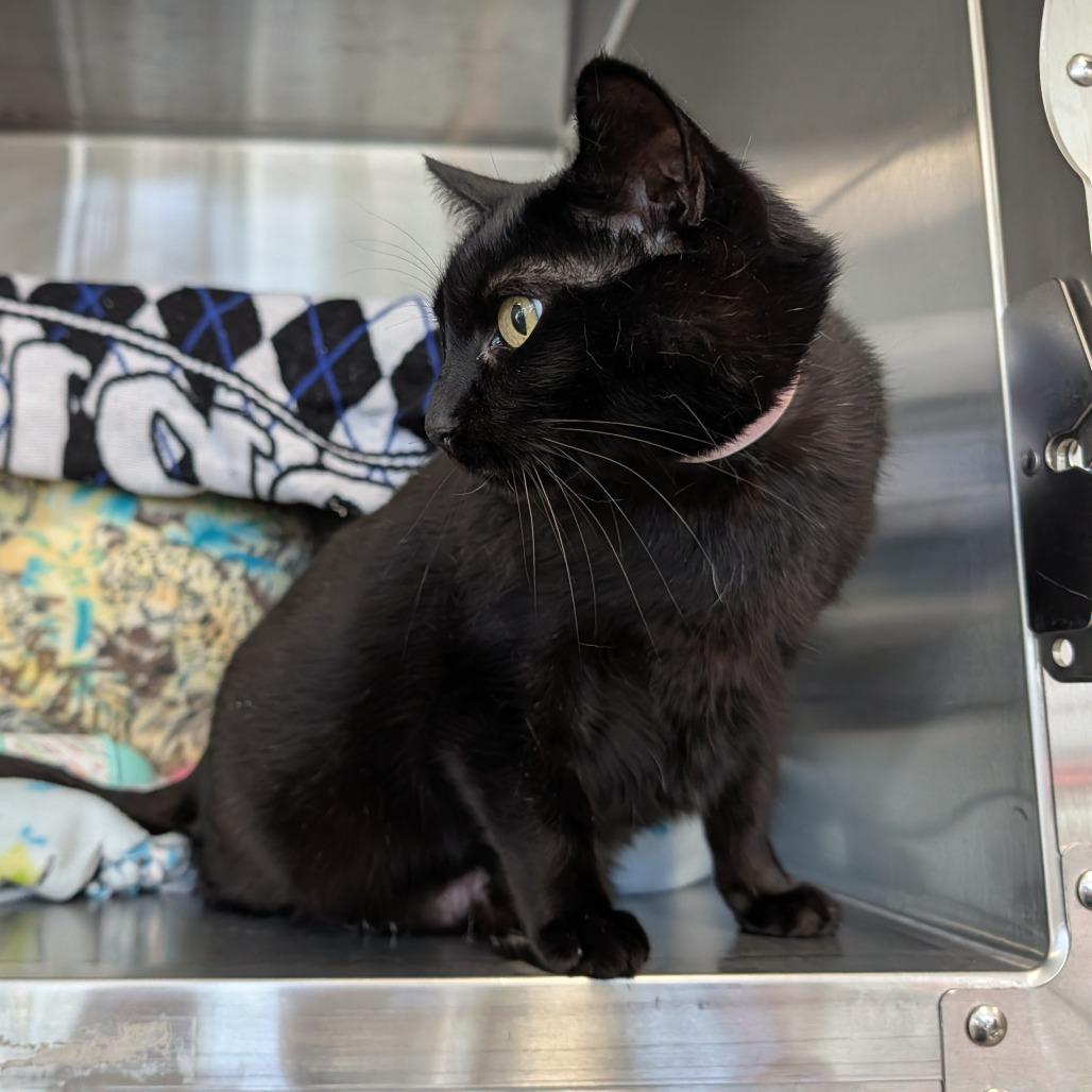 Enlarge Moonlight, a Adoptable Domestic Short Hair in Saint Cloud, MN image 2/3