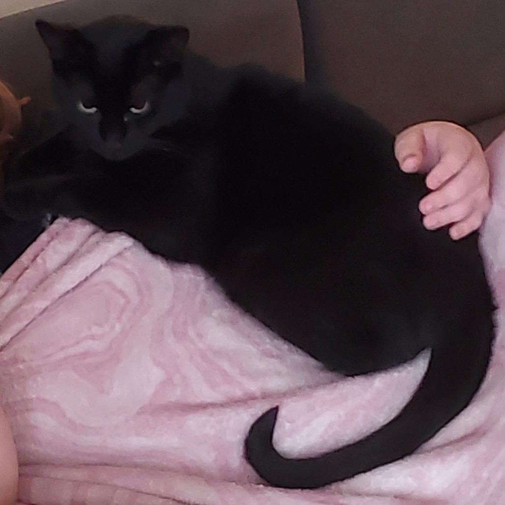 Enlarge Moonlight, a Adoptable Domestic Short Hair in Saint Cloud, MN image 3/3