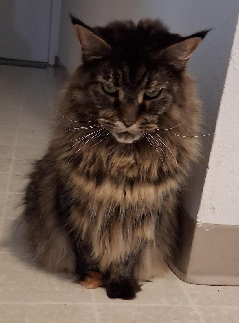 Enlarge Callie, a ADOPTABLE mixed breed in Denver, CO image 3/4