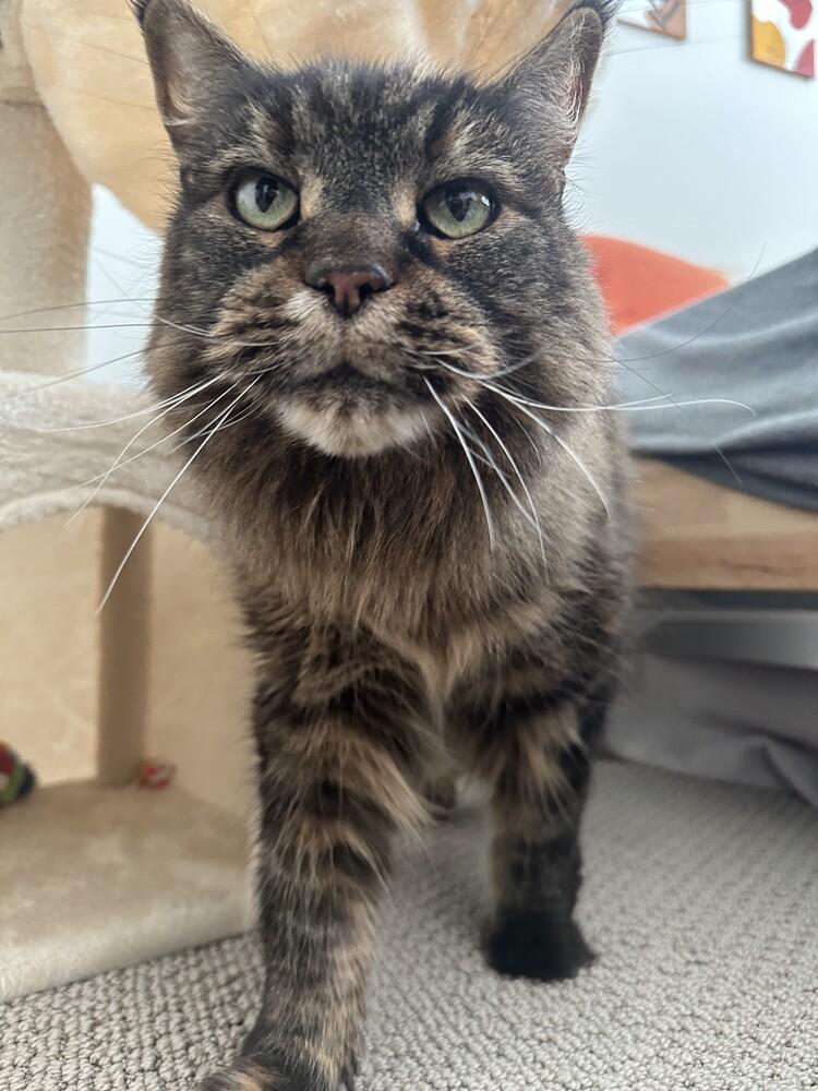 Callie, ADOPTABLE, Adult Female Maine Coon.